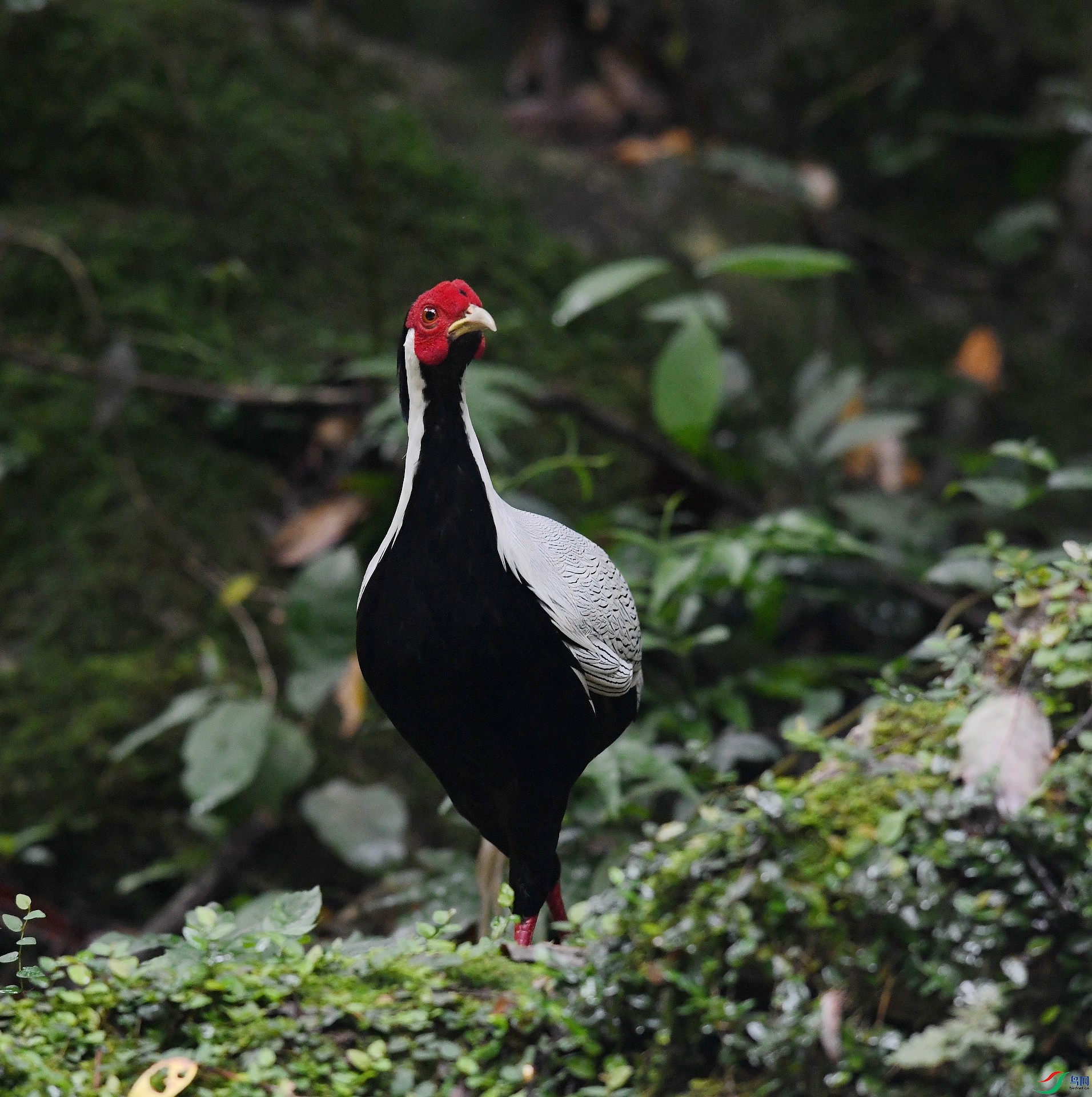 DSC_6004.jpg