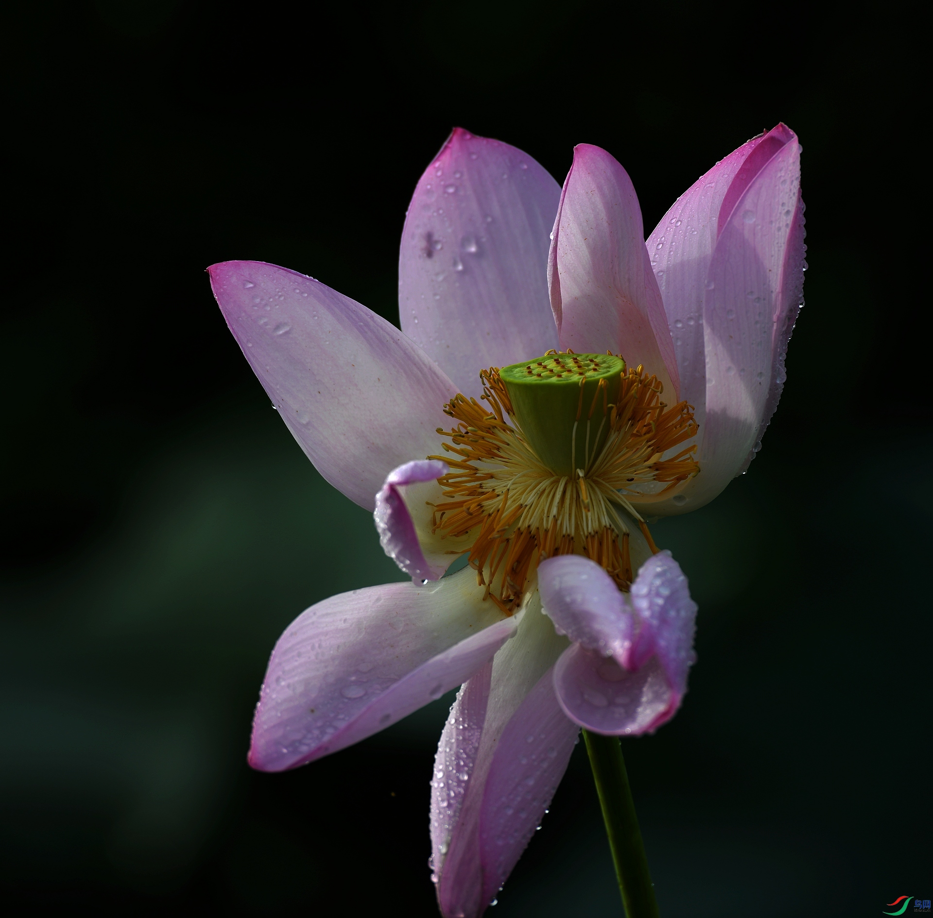 DSC_7189.jpg