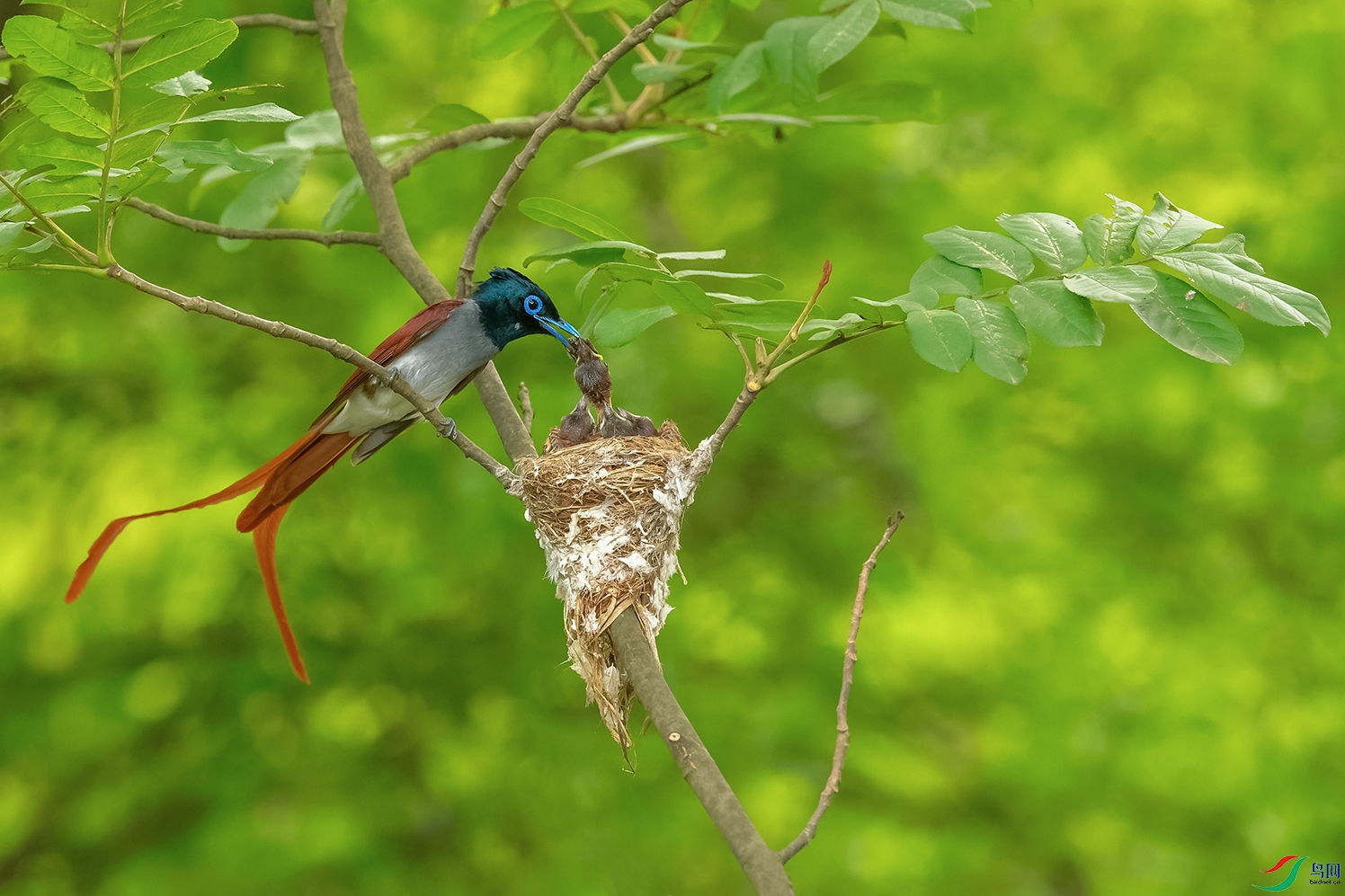 DSC_5603_DxOa.jpg