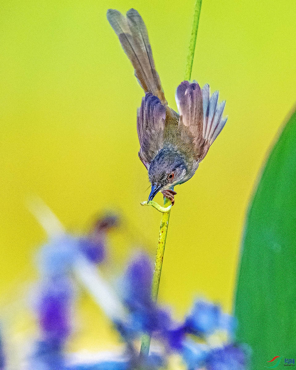 DSC_6091`.jpg