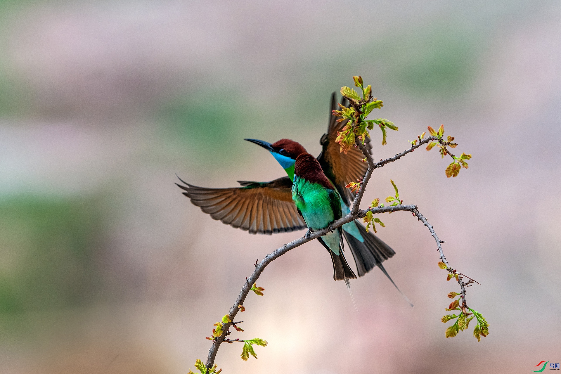 _AUU4915�����仢(24.5.14).jpg