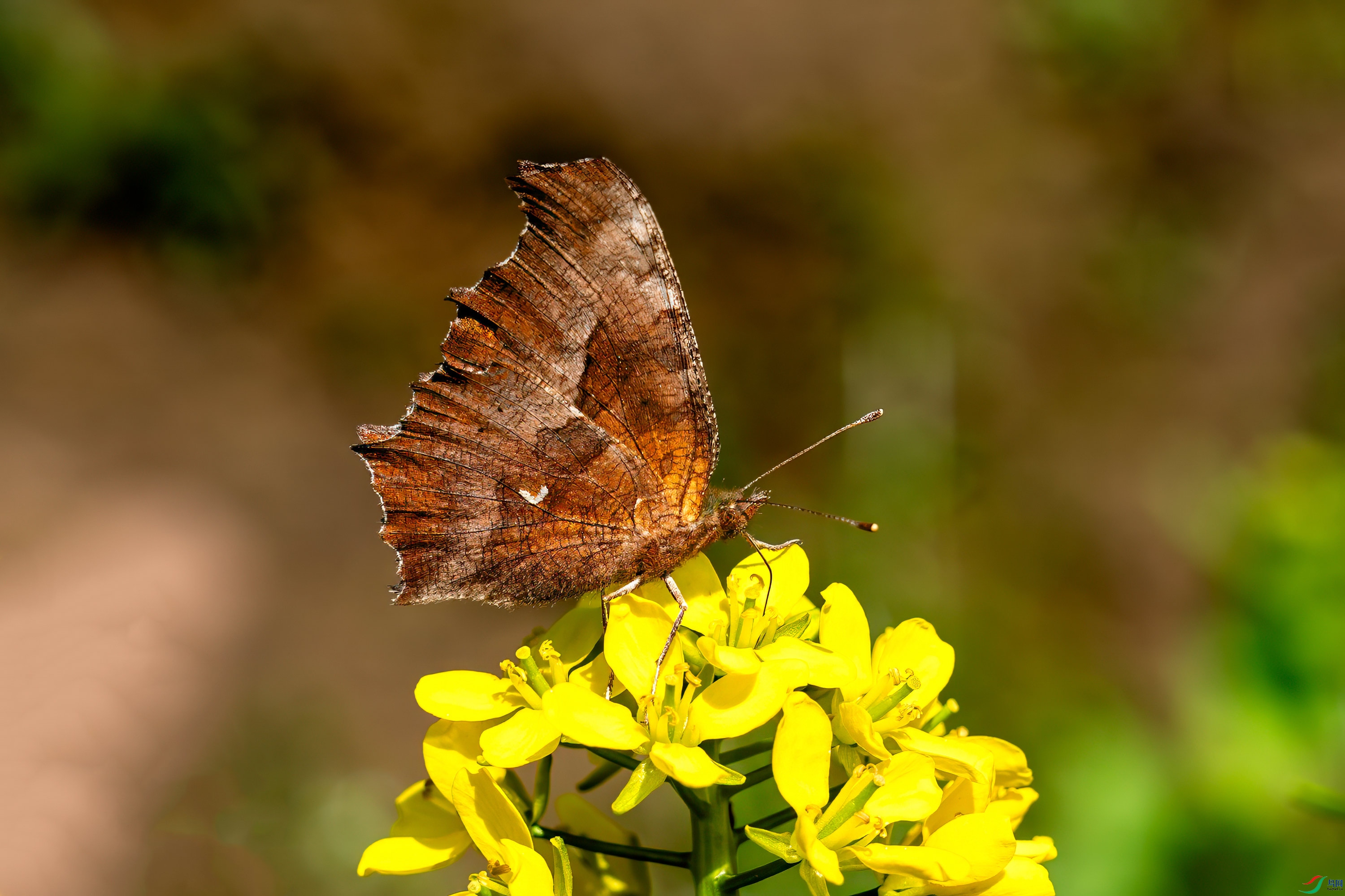 DSC09642.jpg