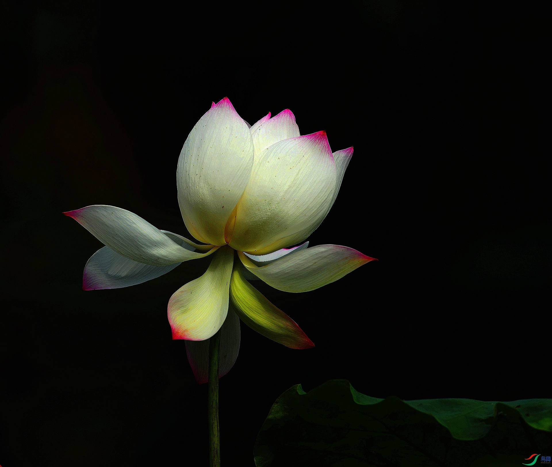 DSC_7990.jpg