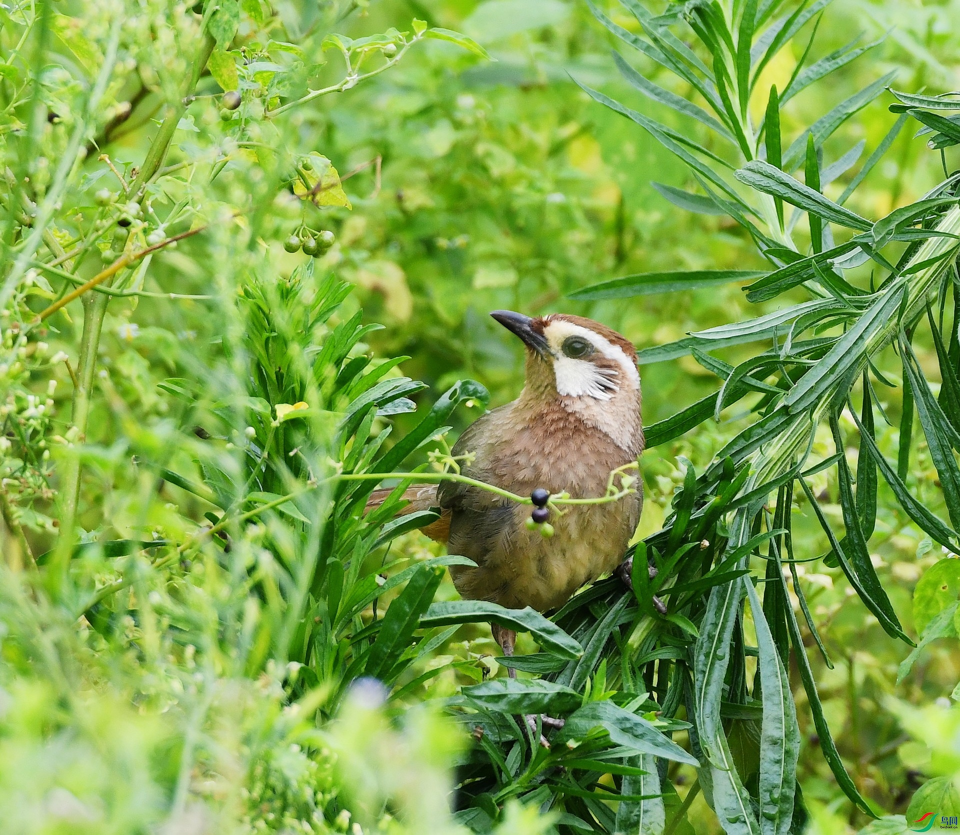 DSC_4181.jpg