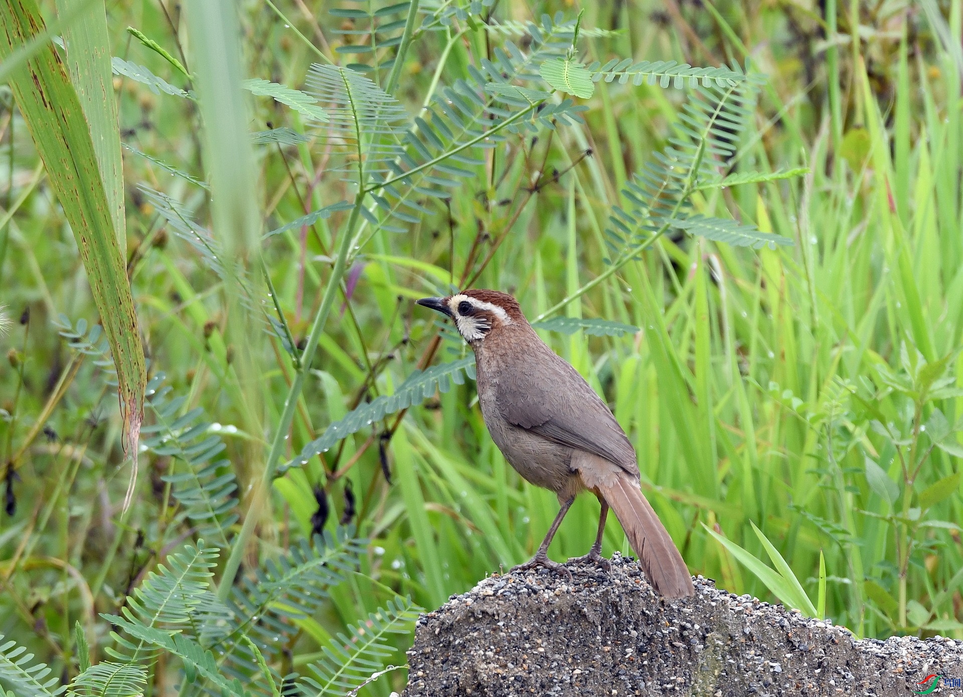 DSC_4223.jpg