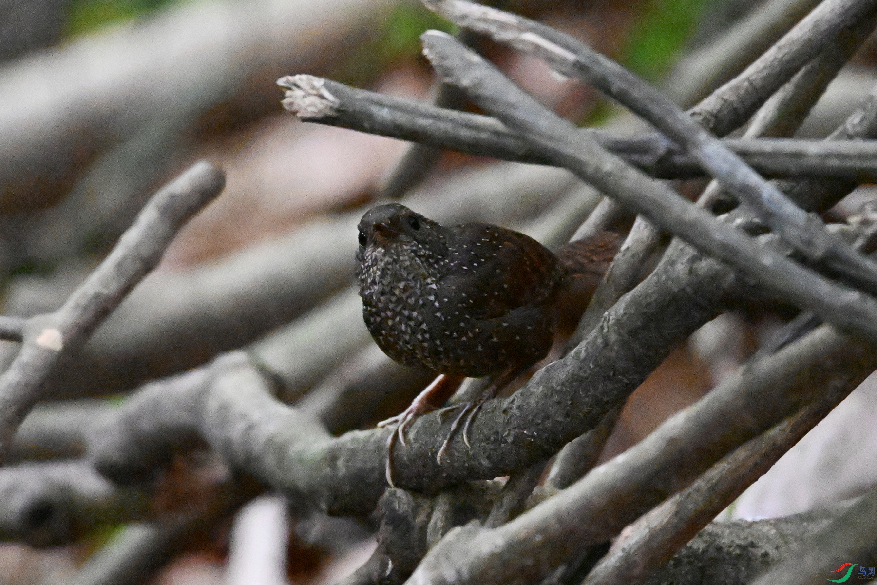 DSC_9244.JPG
