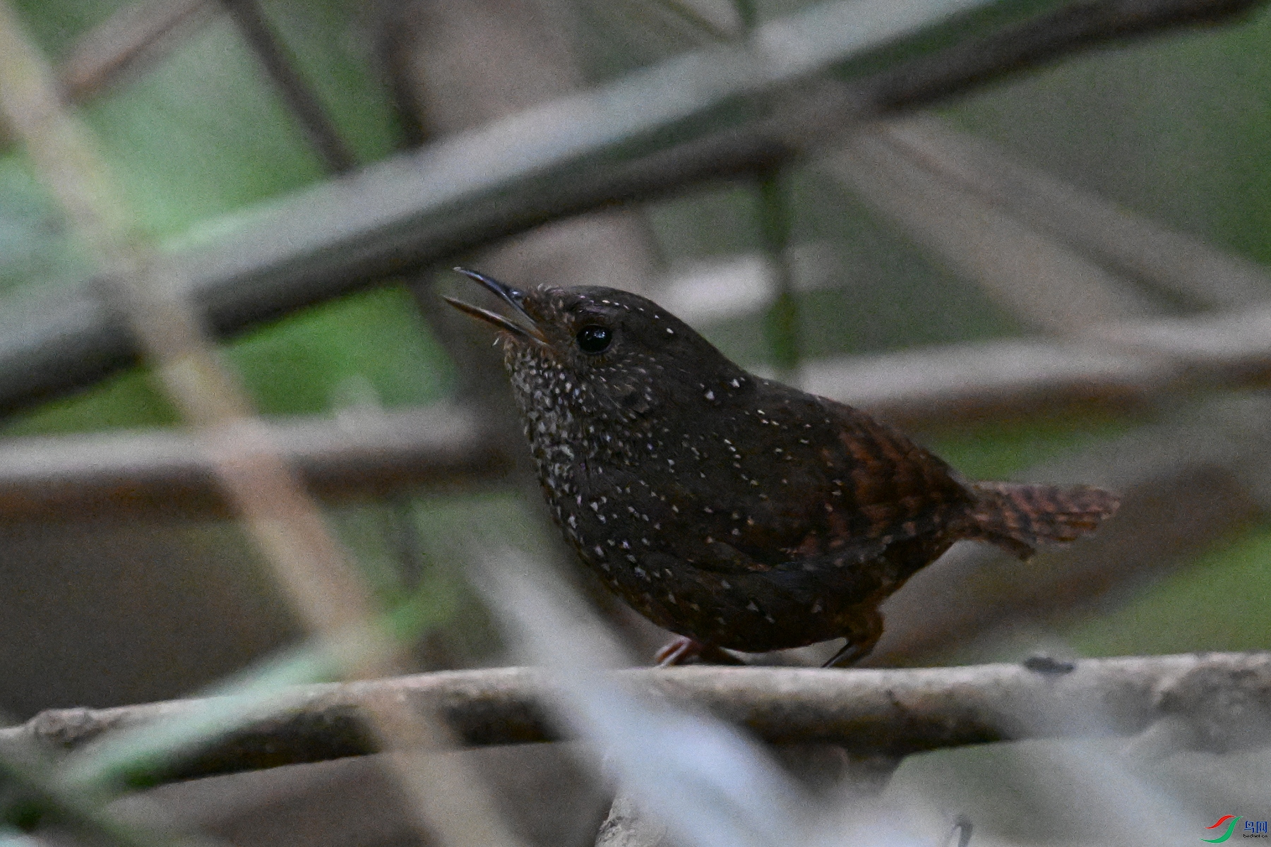 DSC_9280.JPG