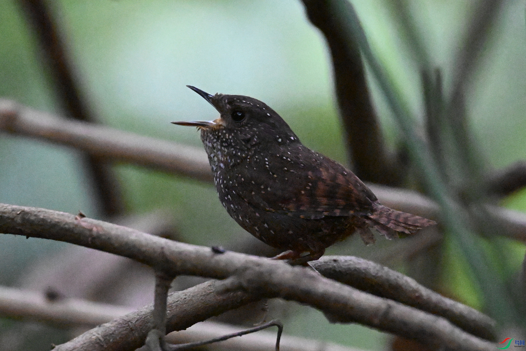 DSC_9293.JPG