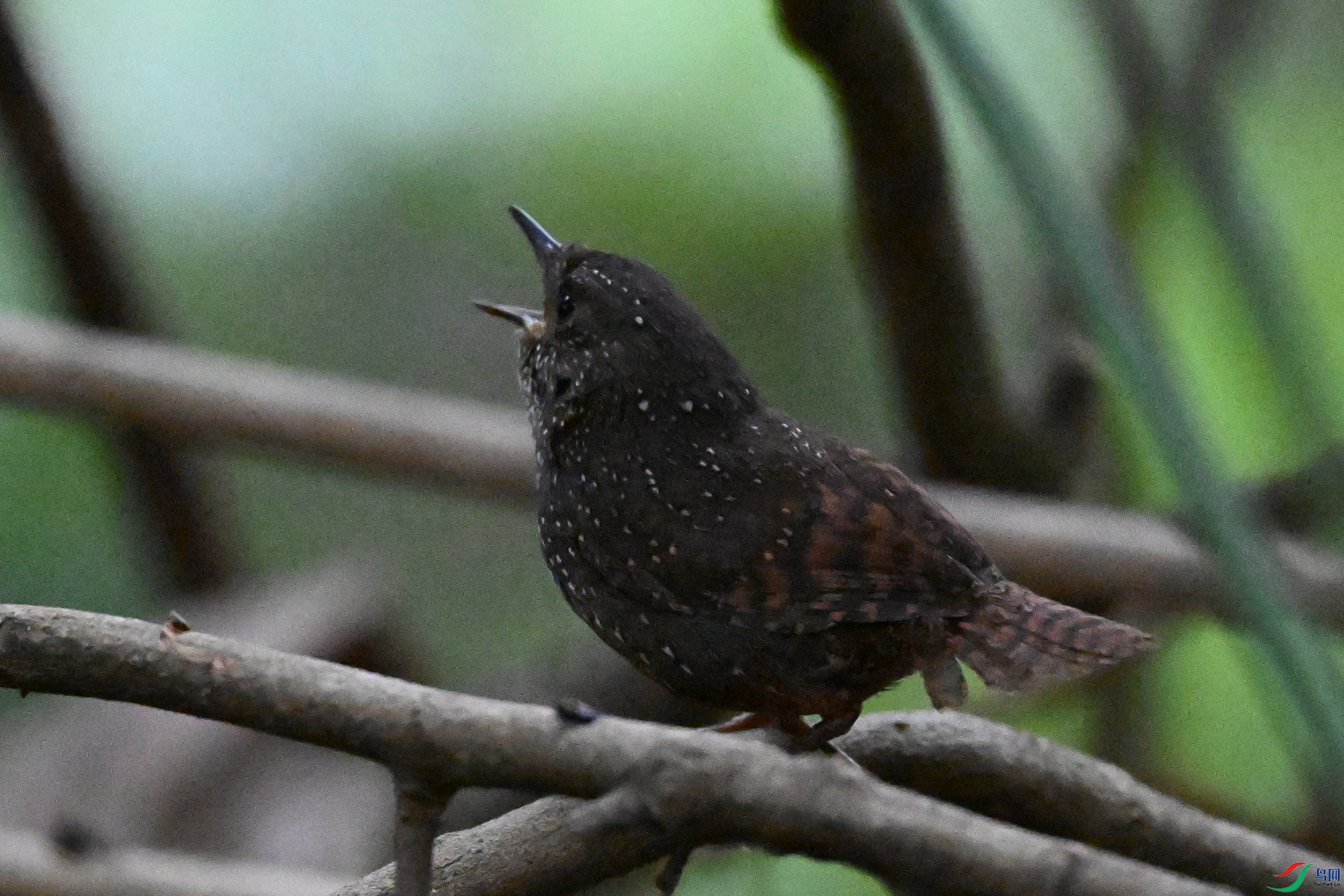 DSC_9282.JPG