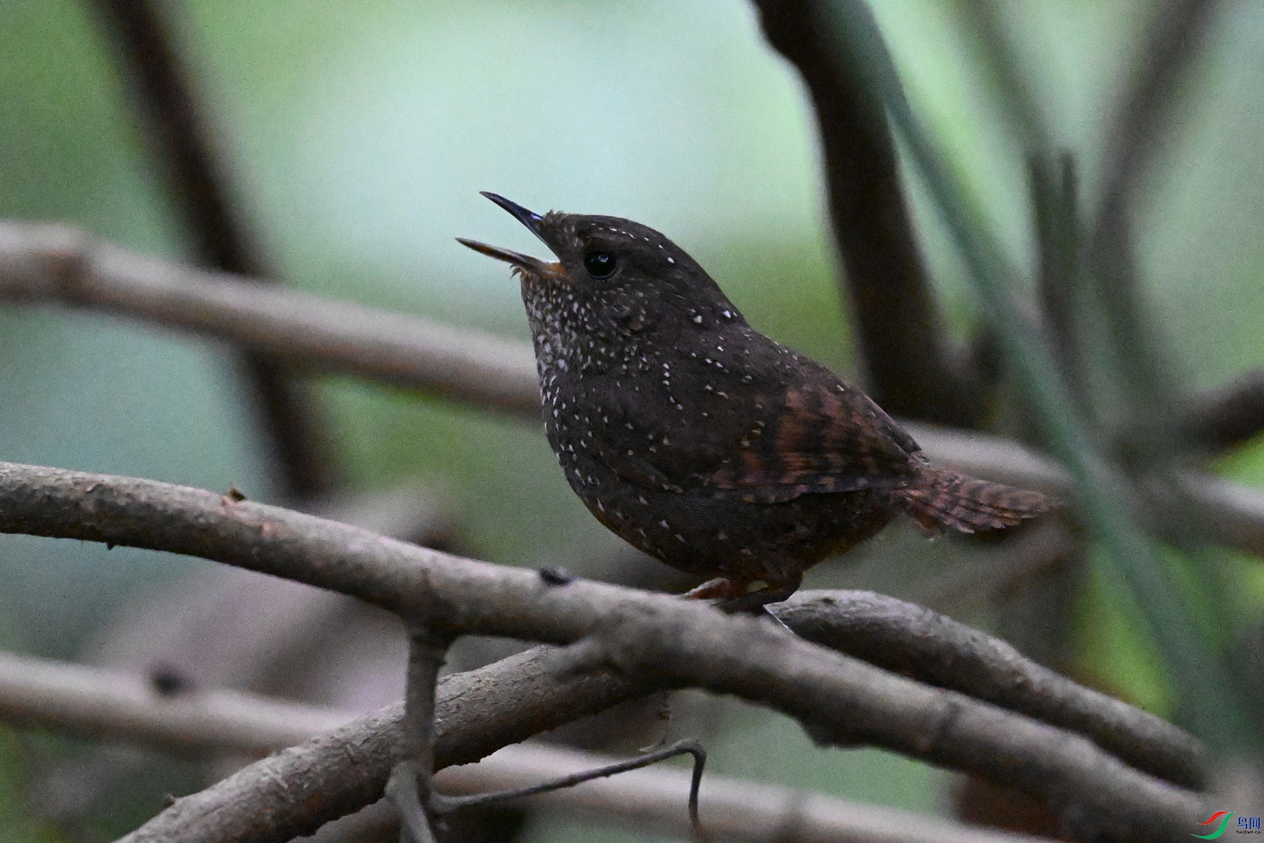 DSC_9296.JPG