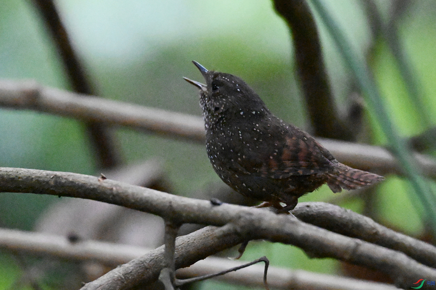 DSC_9284.JPG
