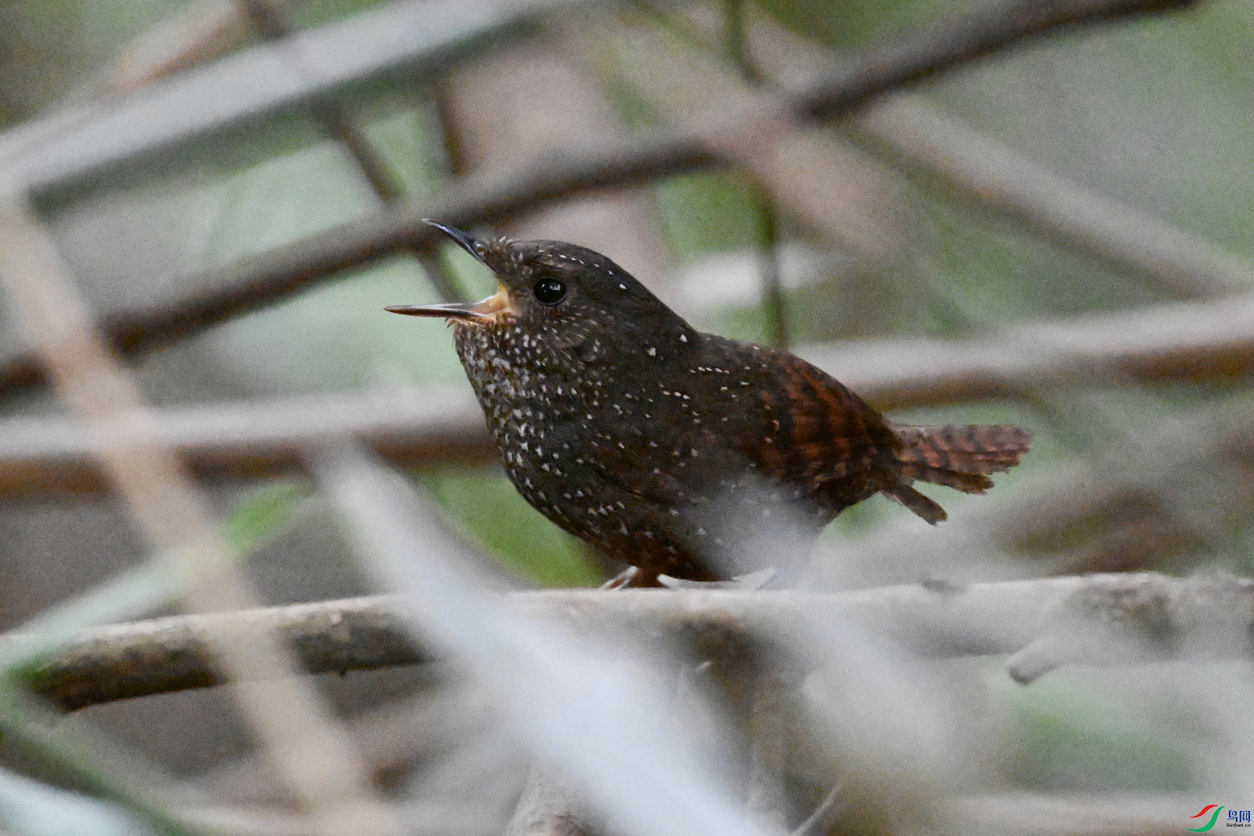 DSC_9261.JPG