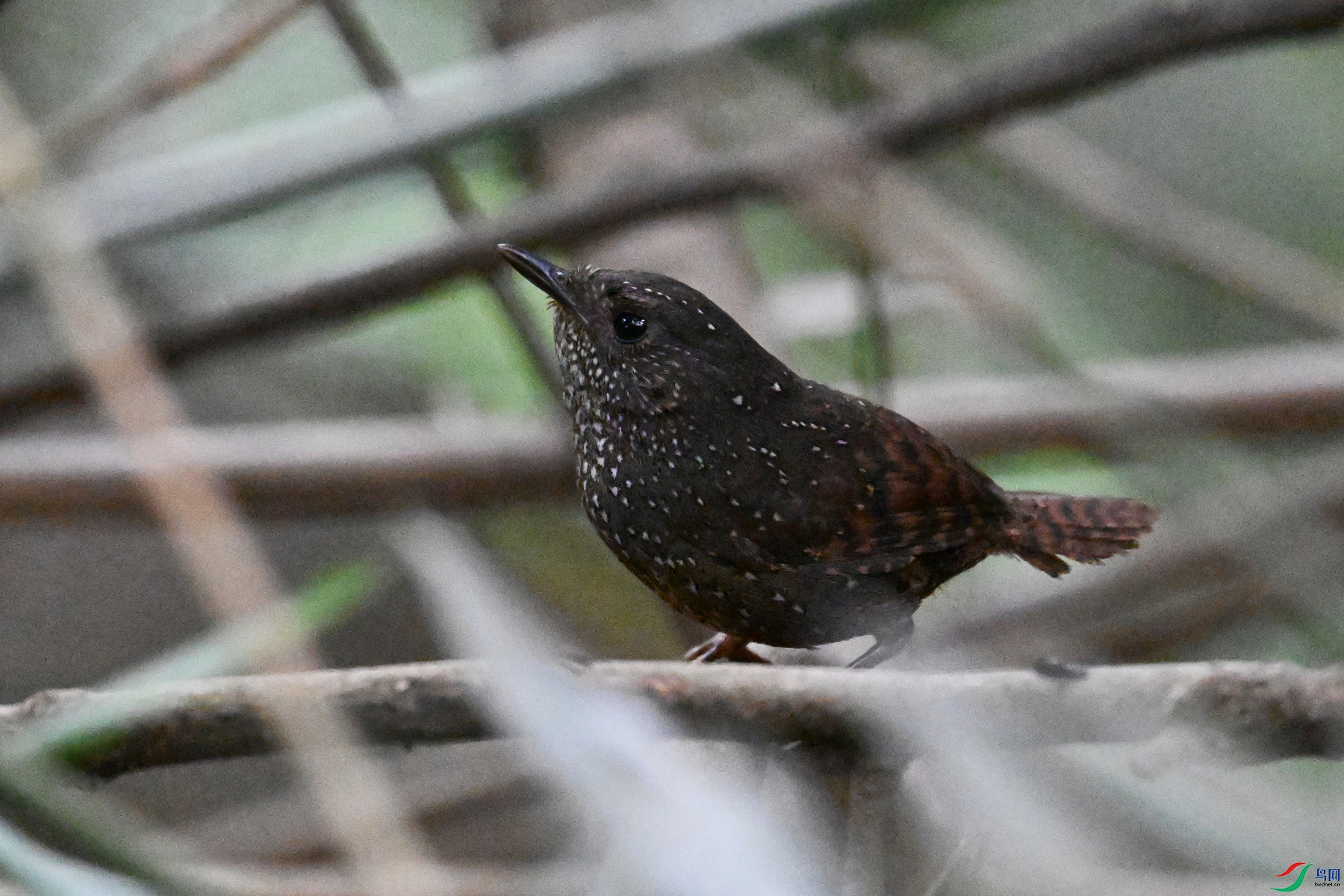 DSC_9263.JPG