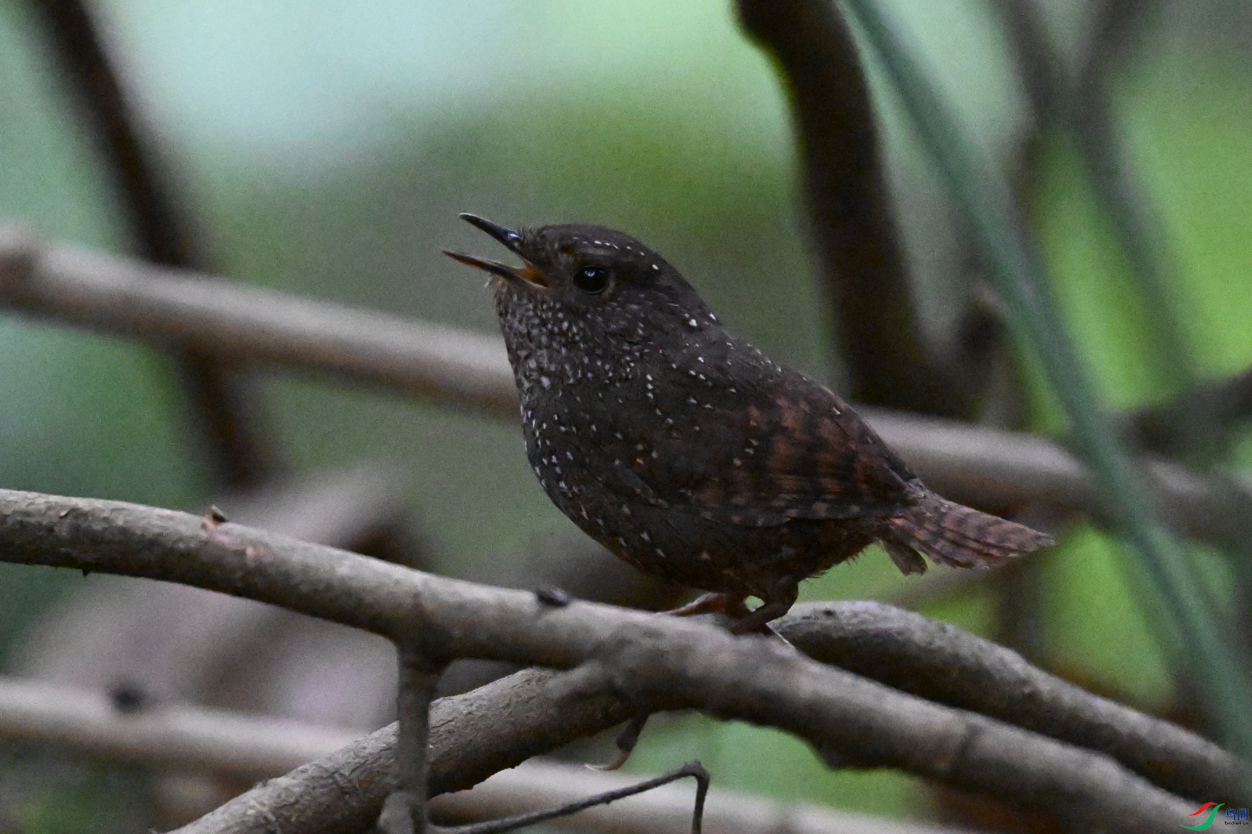 DSC_9288.JPG