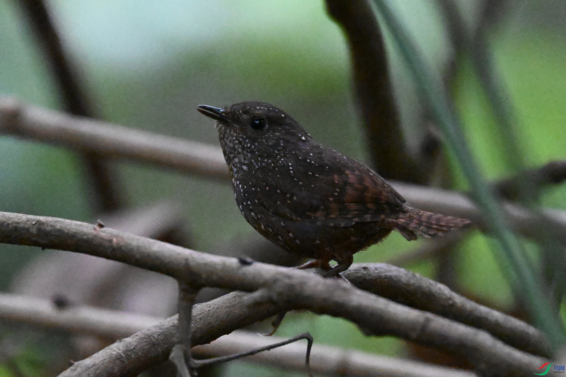 DSC_9290.JPG