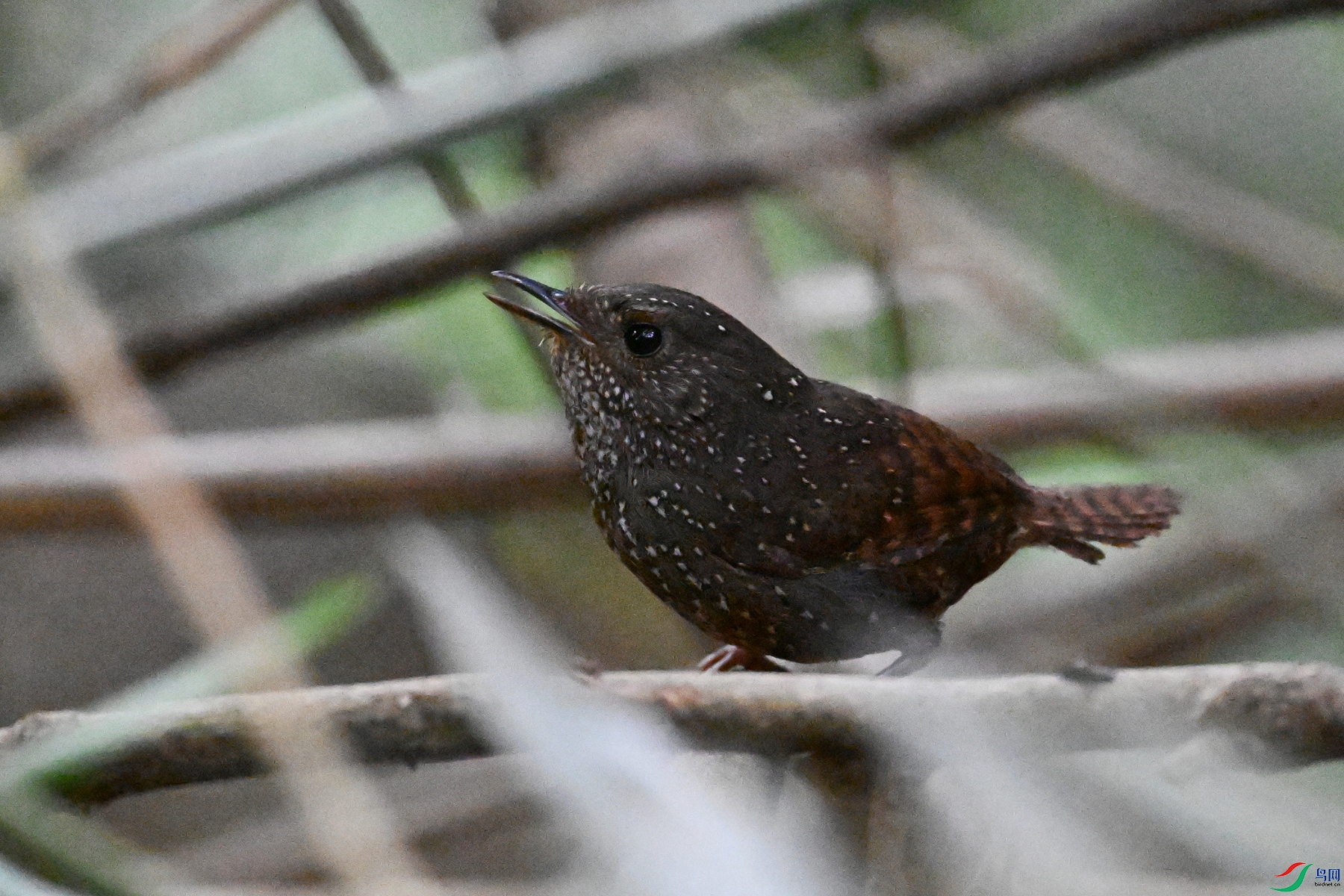 DSC_9271.JPG