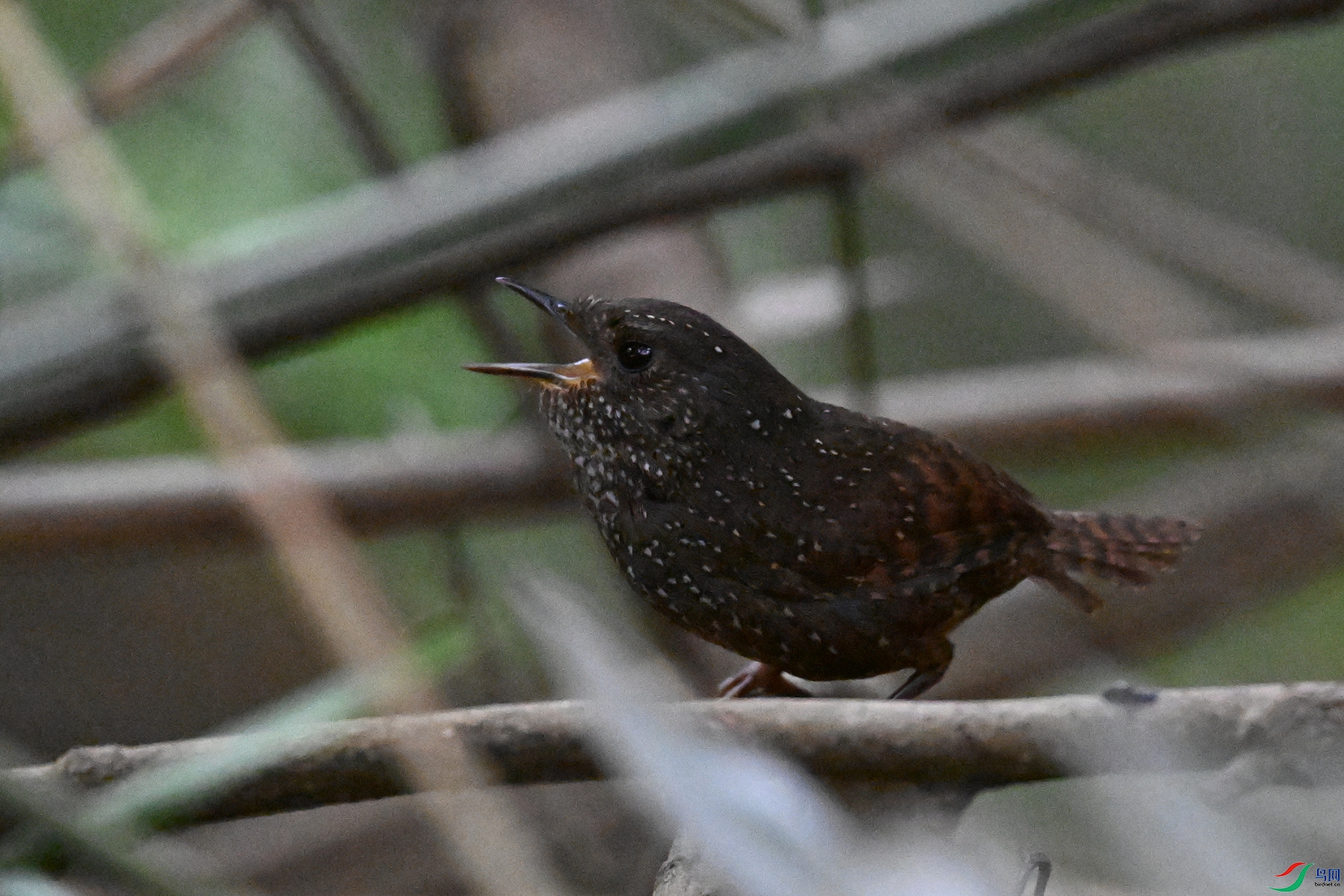 DSC_9276.JPG