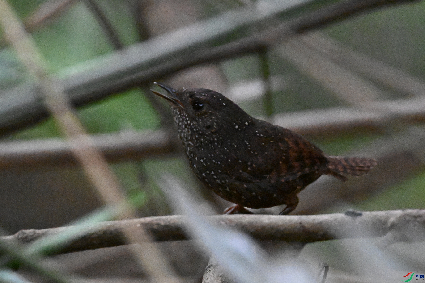 DSC_9277.JPG