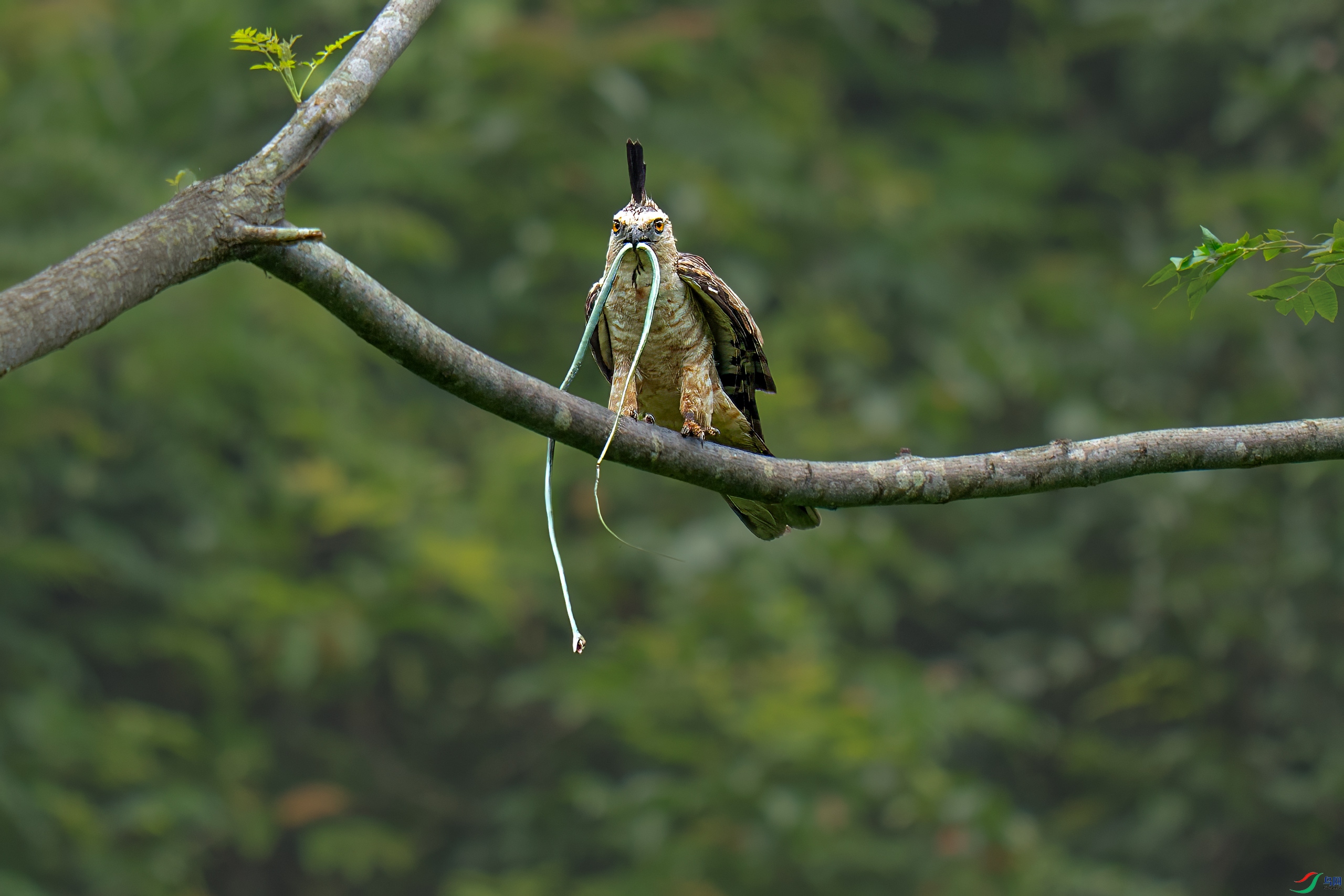 DSC05965-A250.jpg