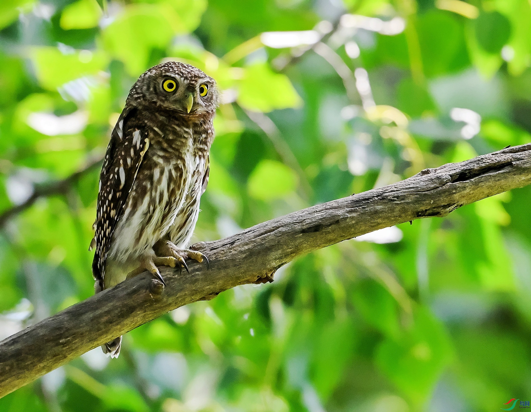 DSC_1200---_conew1.jpg