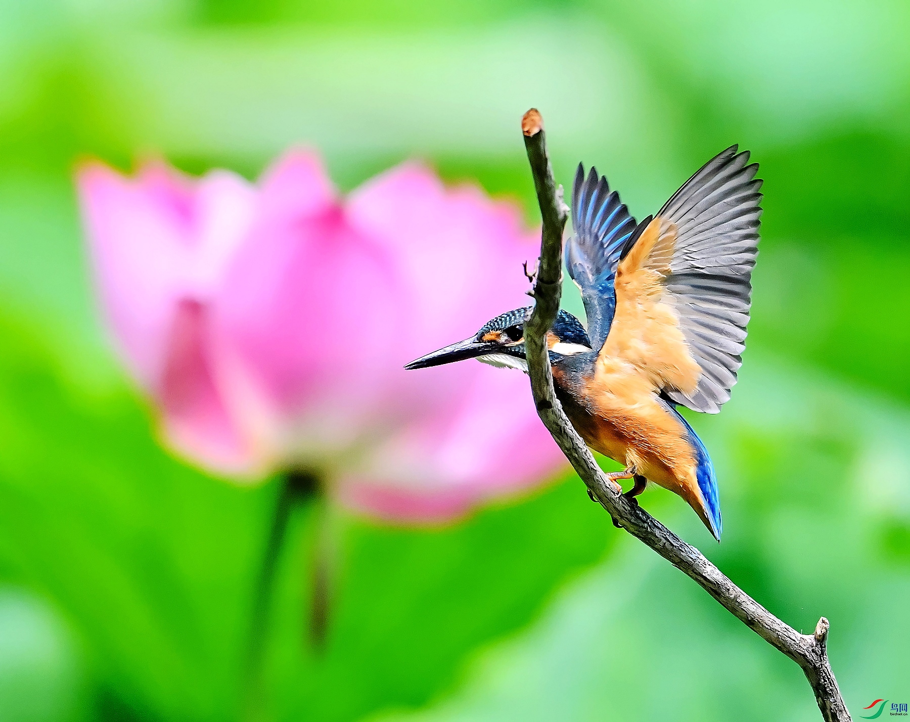 DSC_2120-ӳ����.jpg