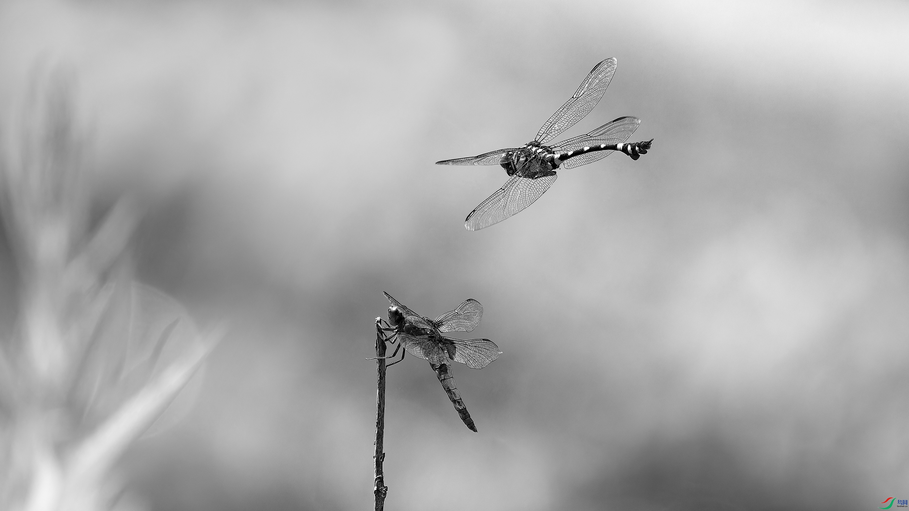 DSC_1150_DxO.jpg