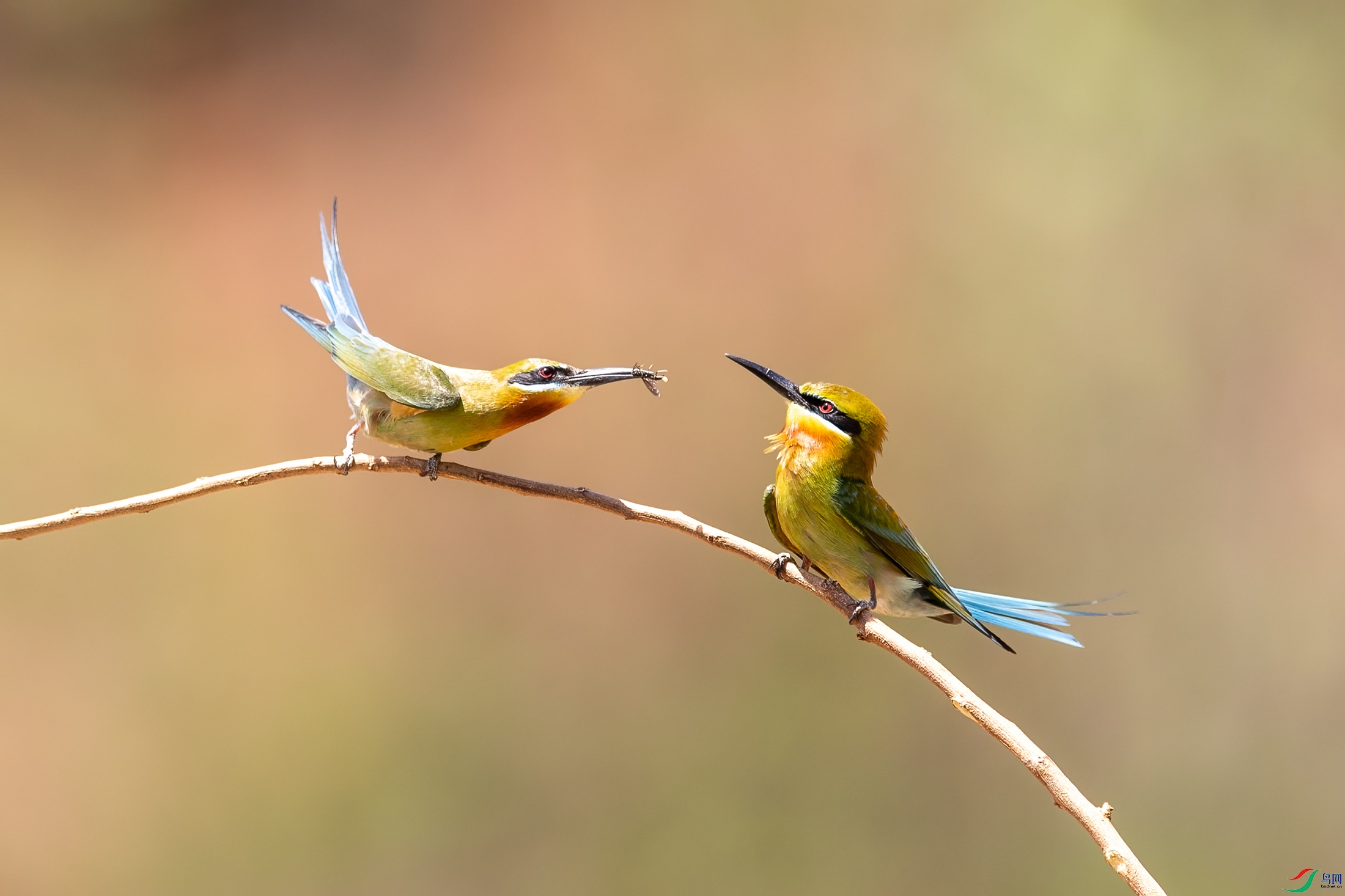 _89A2011.jpg