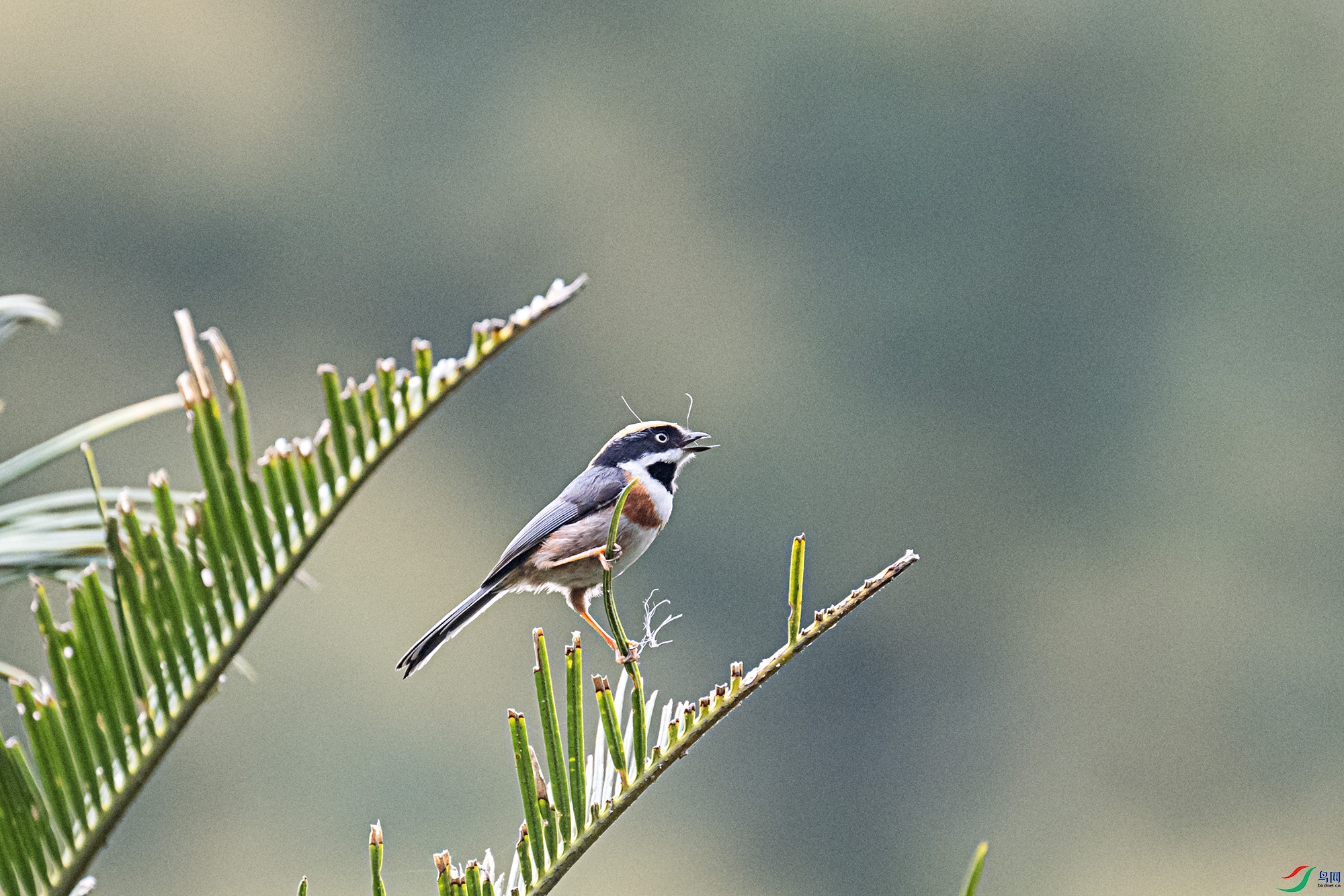 DSC_9819.jpg