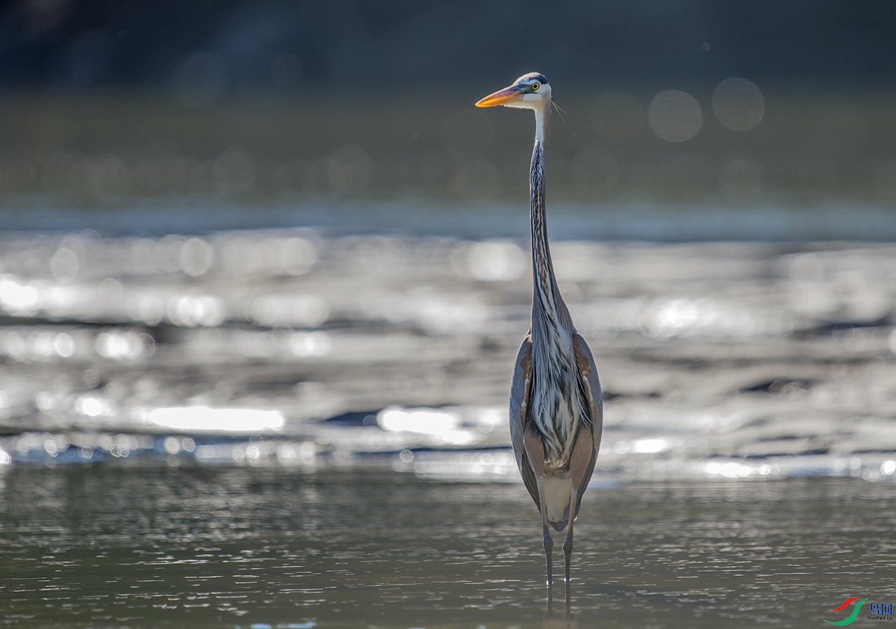 _DSC6100a.jpg