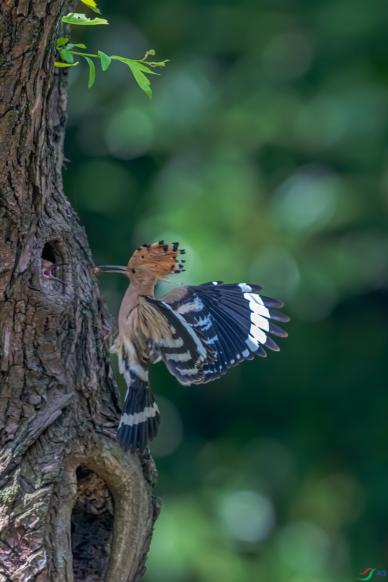 DSC_2145-11.jpg
