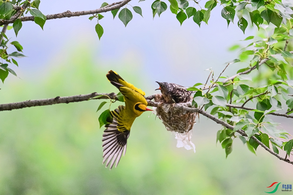 DSC_0375Bs.jpg
