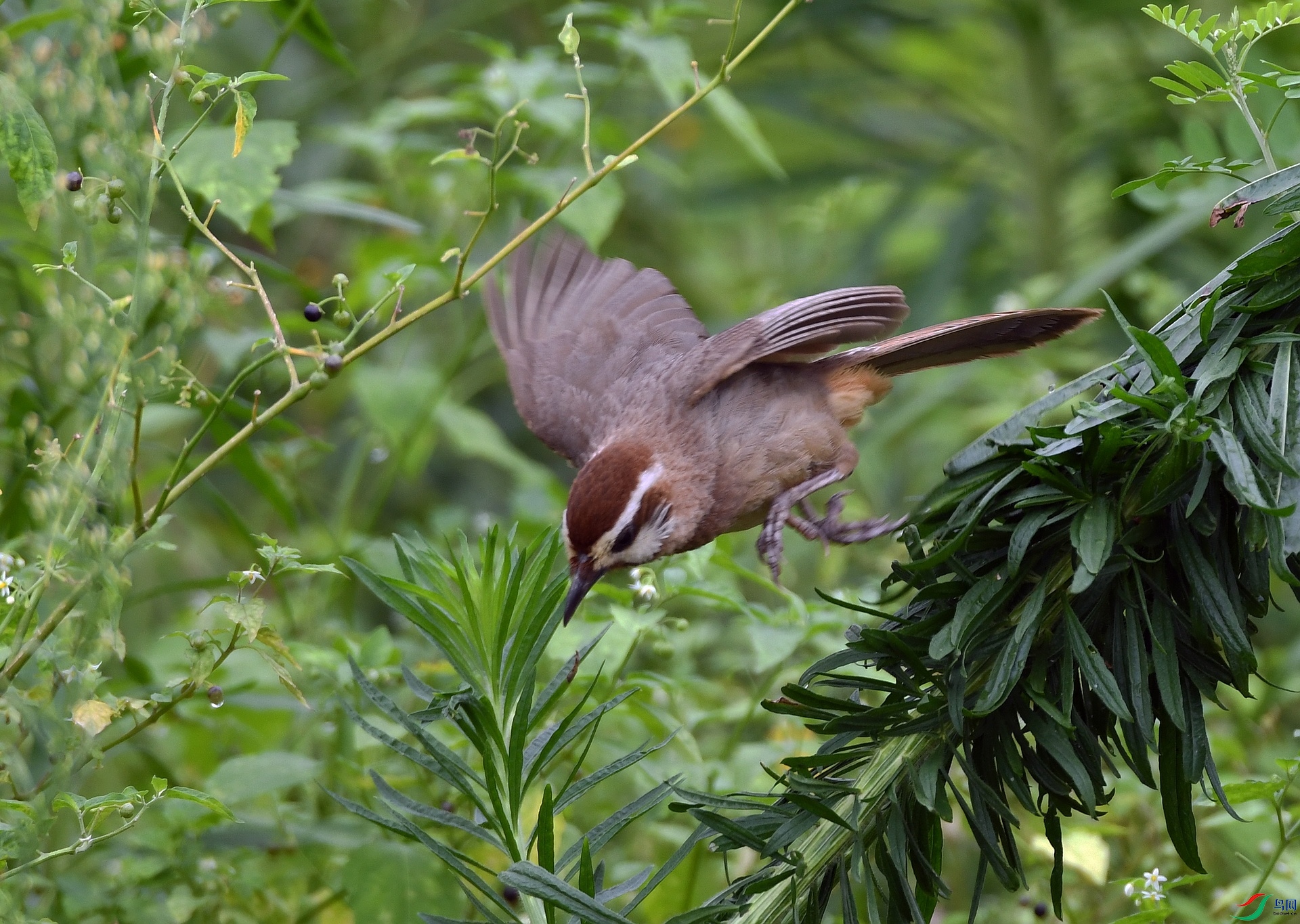 DSC_4177.jpg