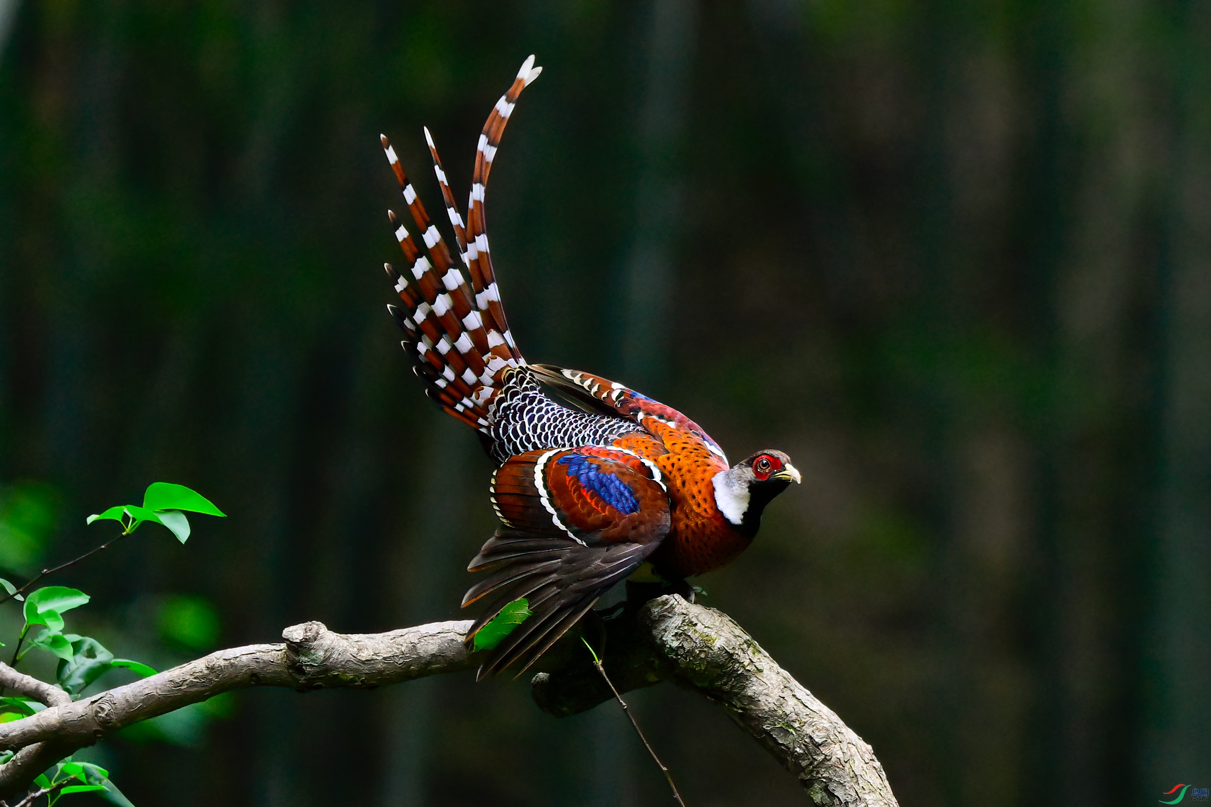 _DSC0693x.jpg