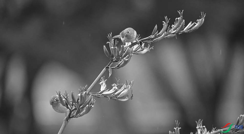 DSCF6800.1.jpg