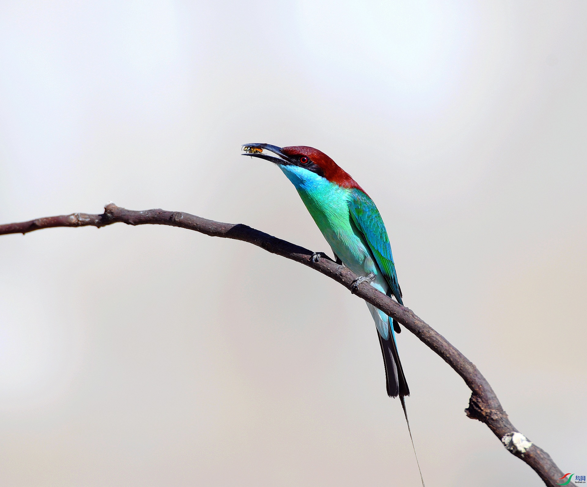 DSC_9511.jpg