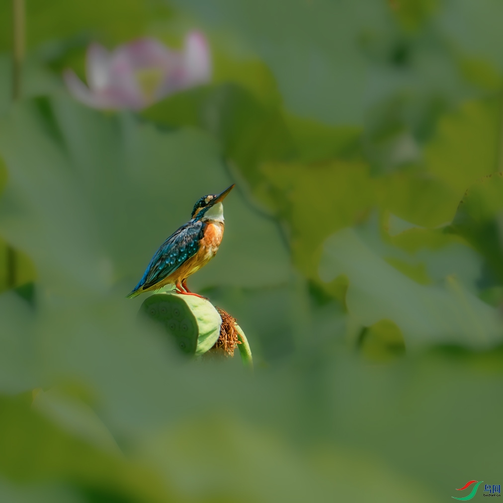 _DSC9818.jpg