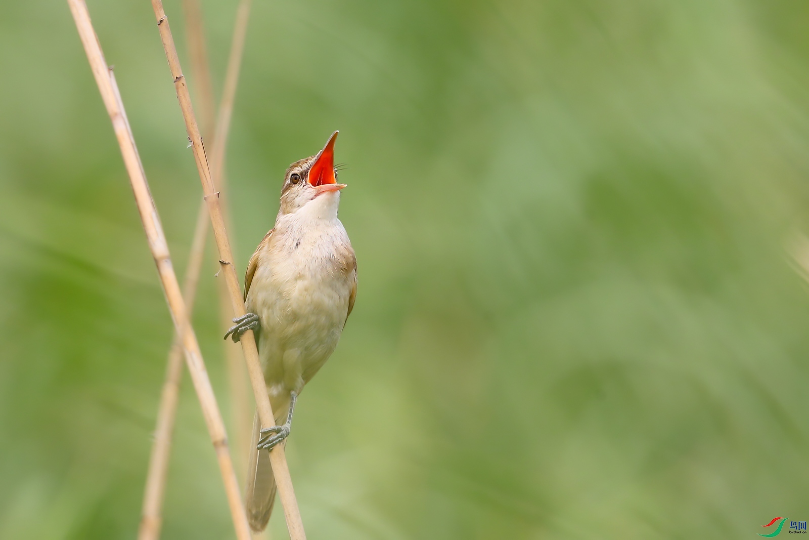 AQ4P1293-1.jpg