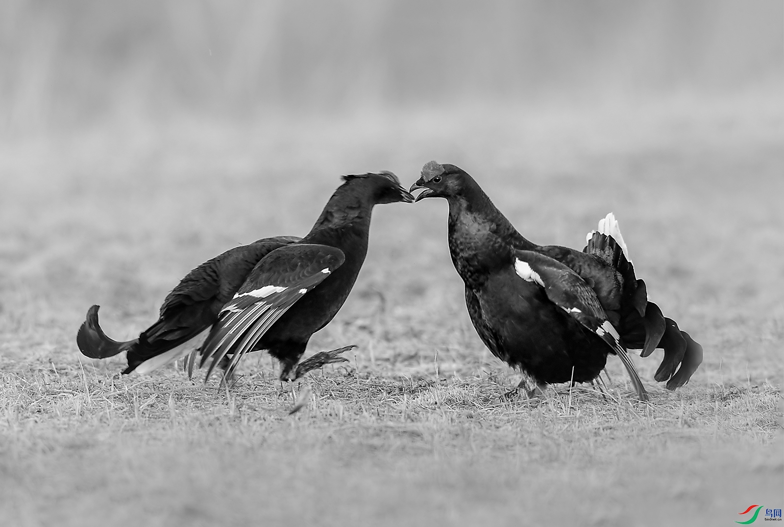 DSC_69631.jpg