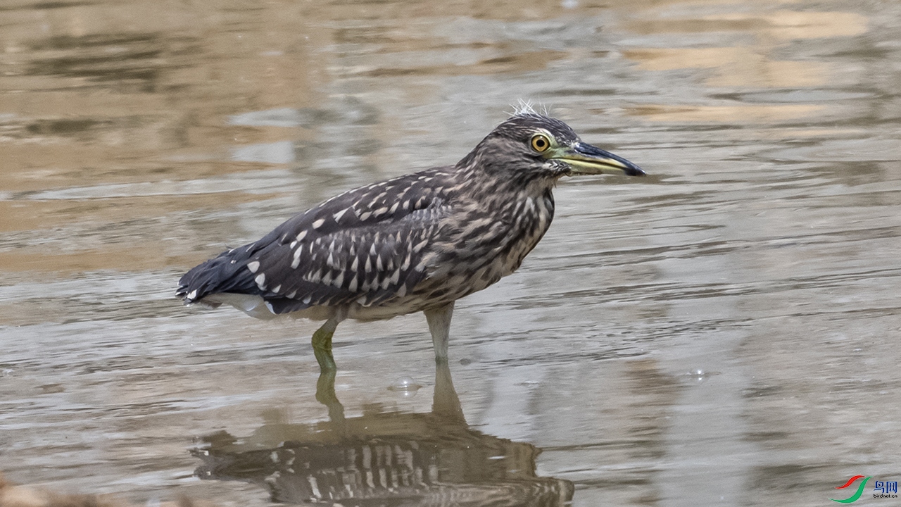 DSC_1352-.jpg