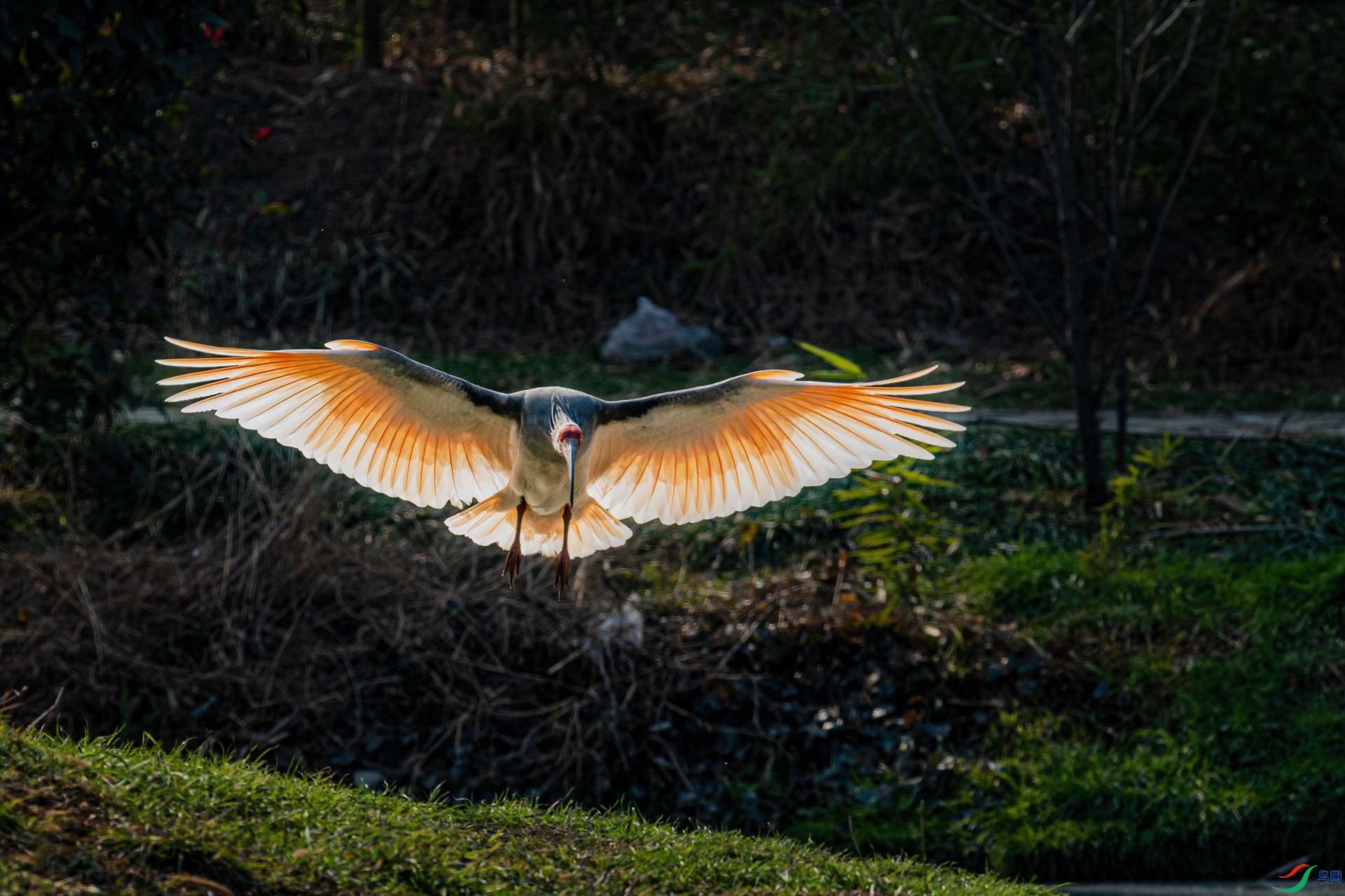 DSC_4538-1.jpg