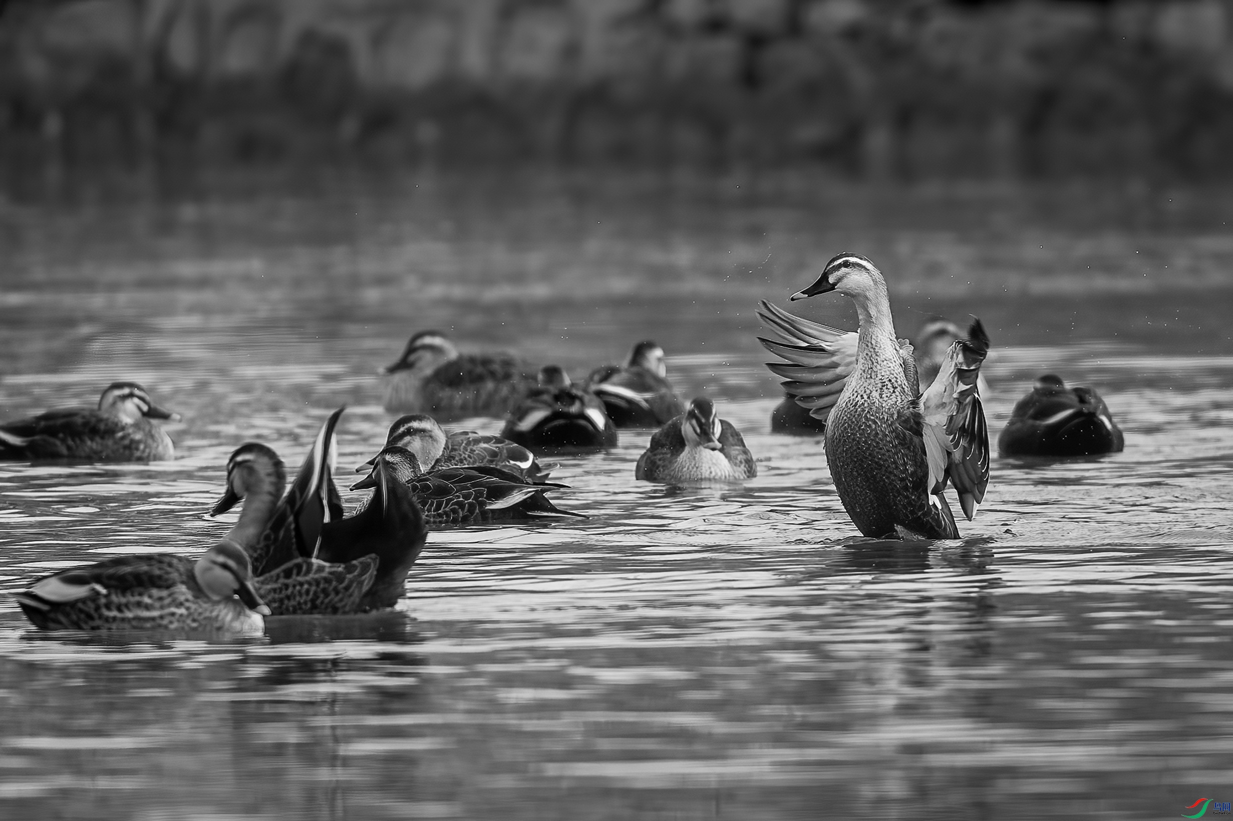 DSC05201a_����.jpg