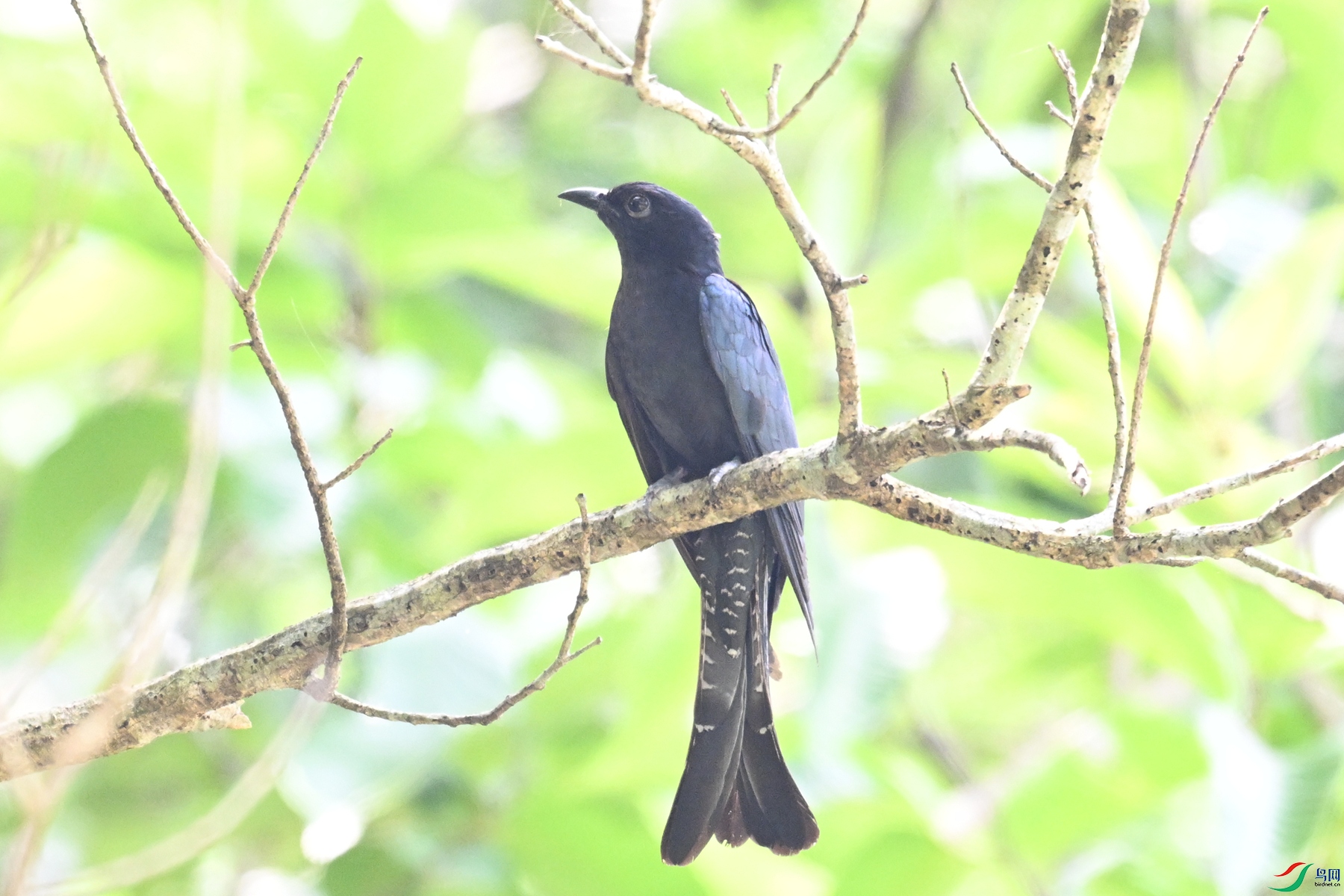 DSC_0929.JPG