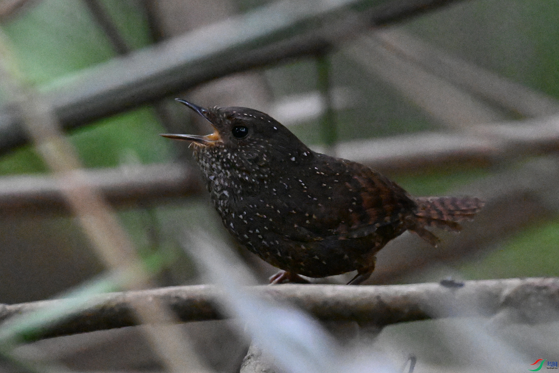 DSC_9278.JPG