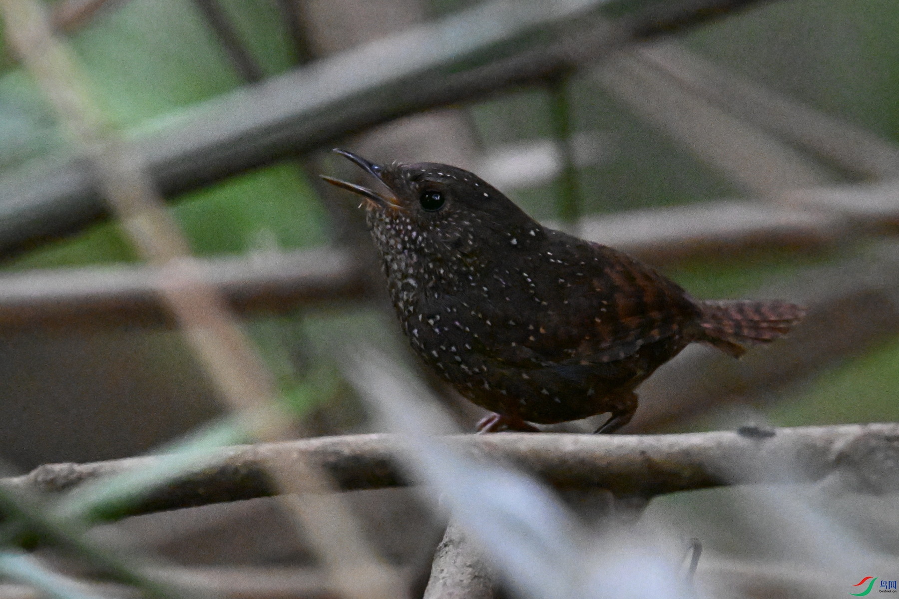 DSC_9279.JPG