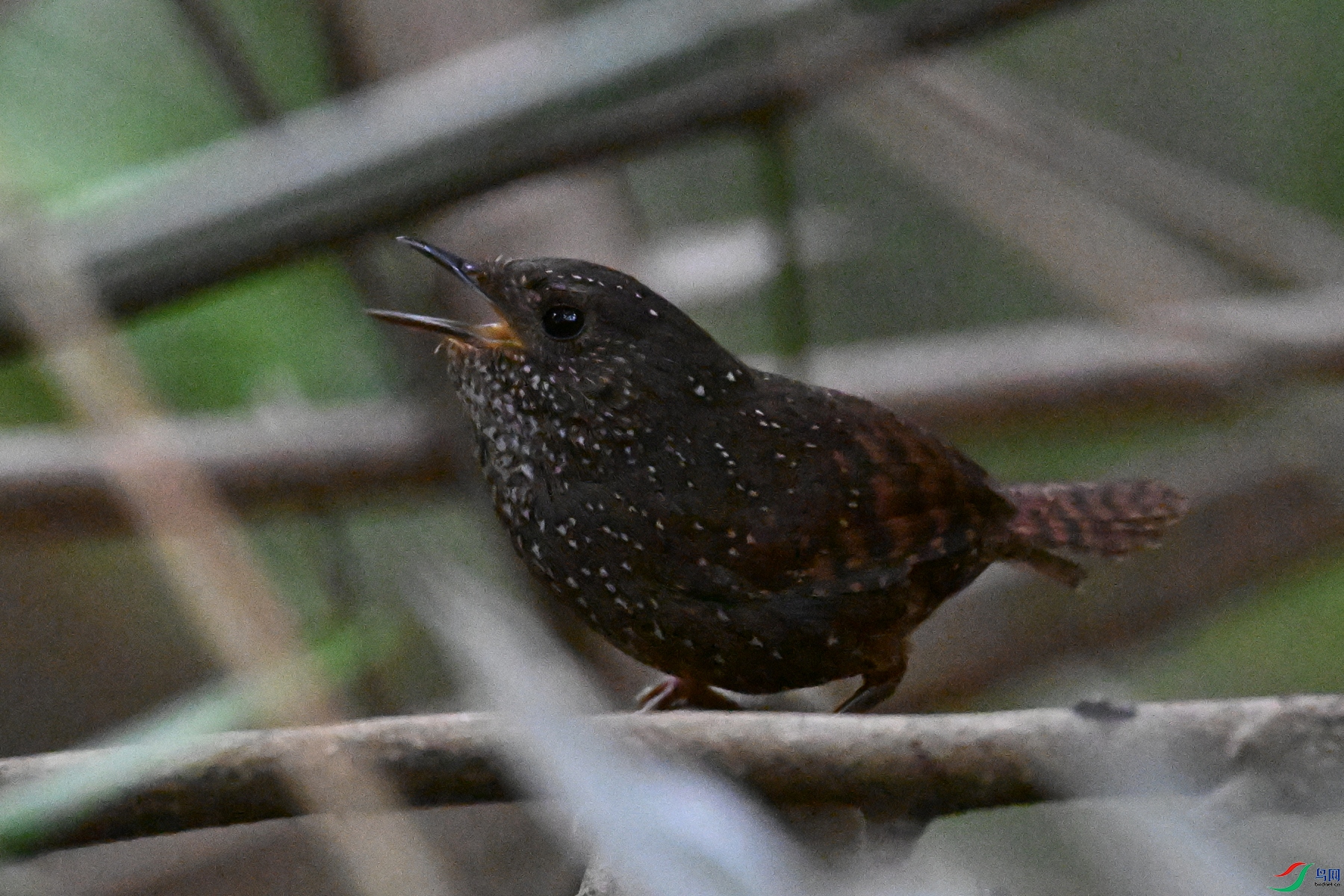 DSC_9281.JPG