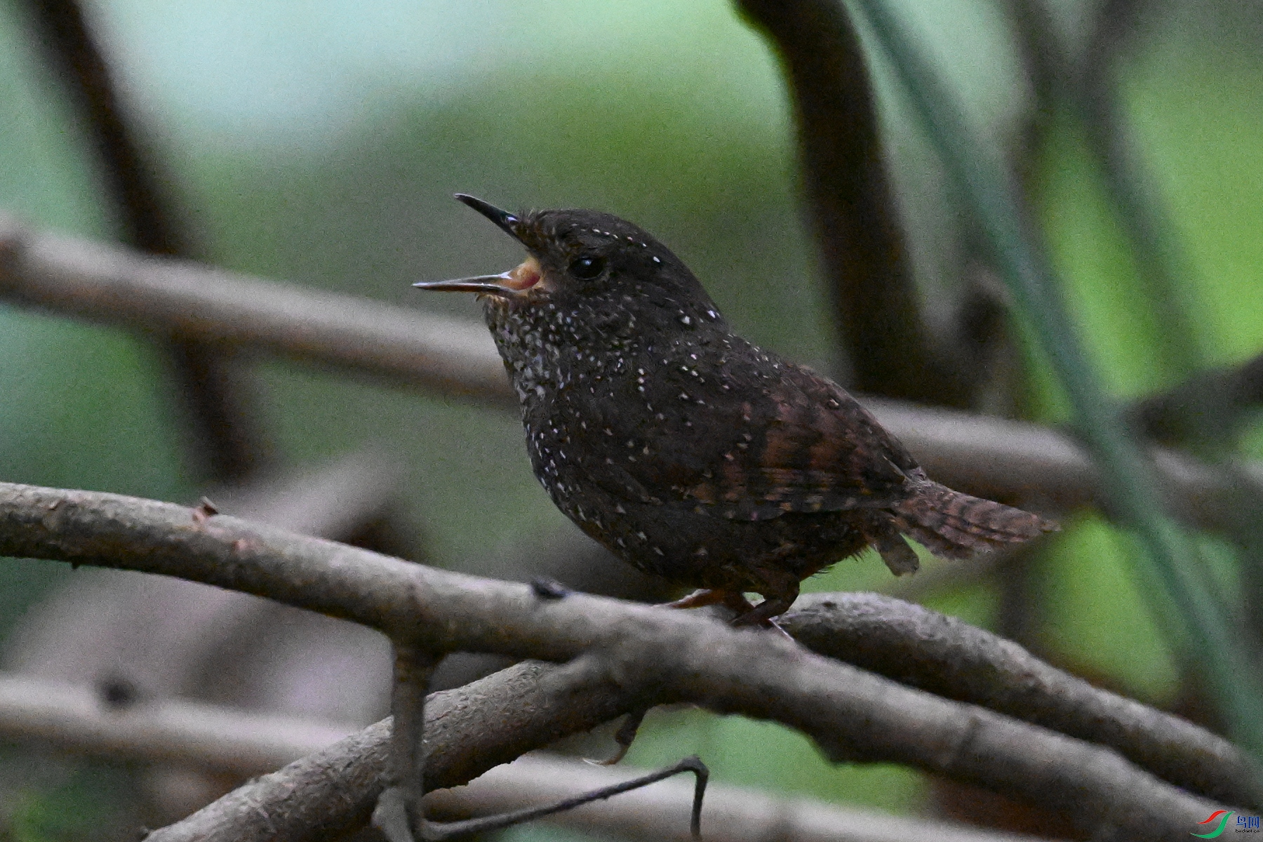 DSC_9285.JPG