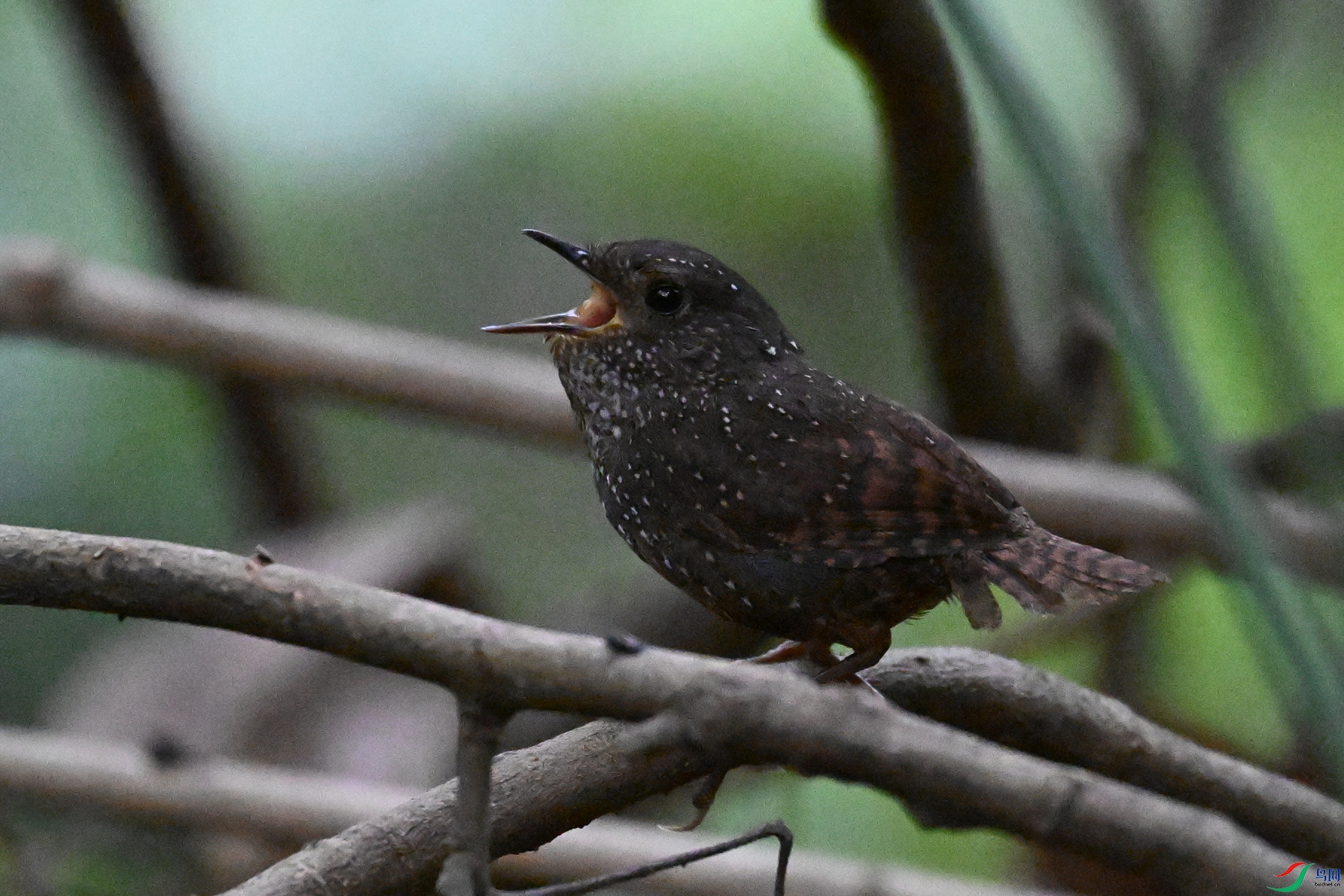 DSC_9287.JPG