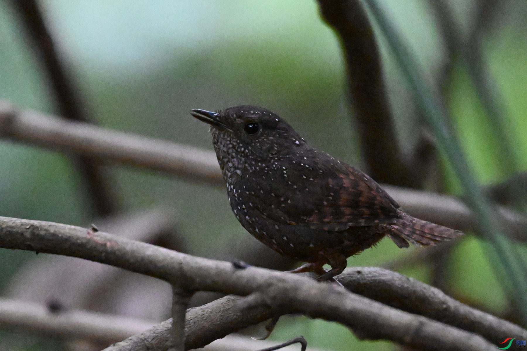 DSC_9289.JPG