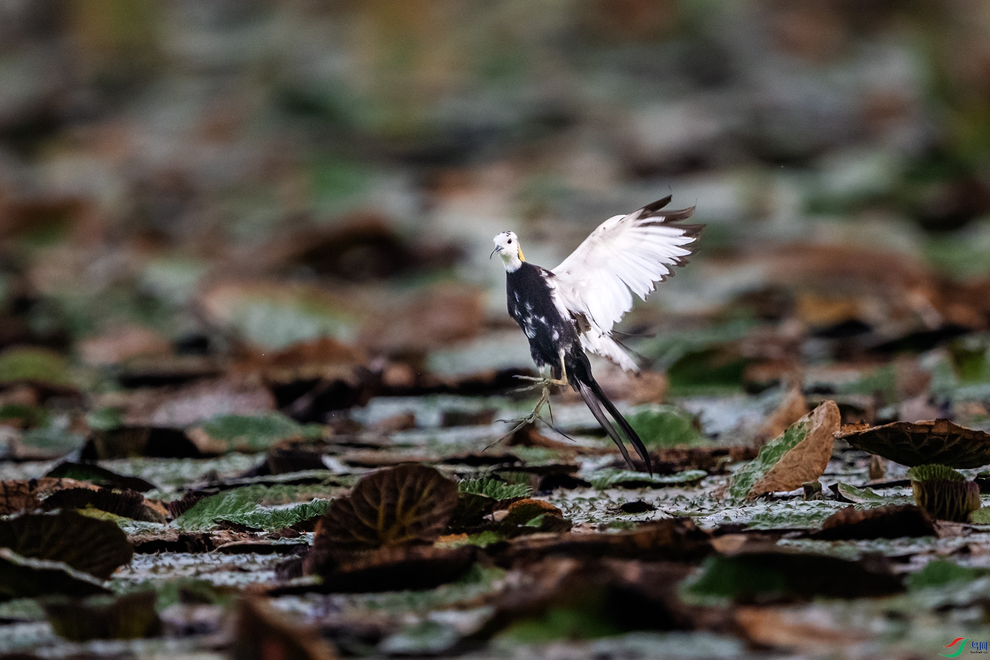 DSC_0634.jpg