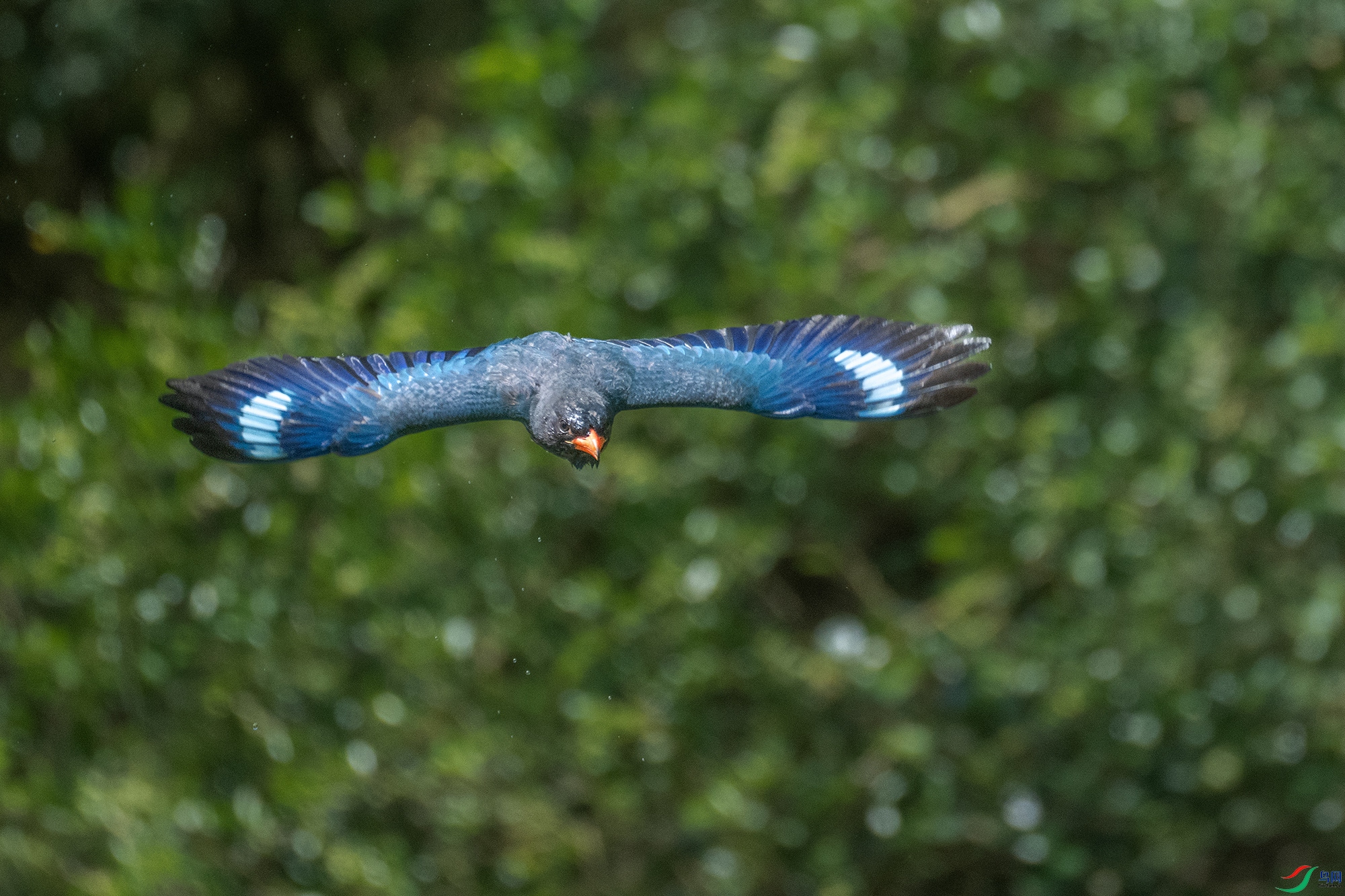 DSC_3329-1a.jpg
